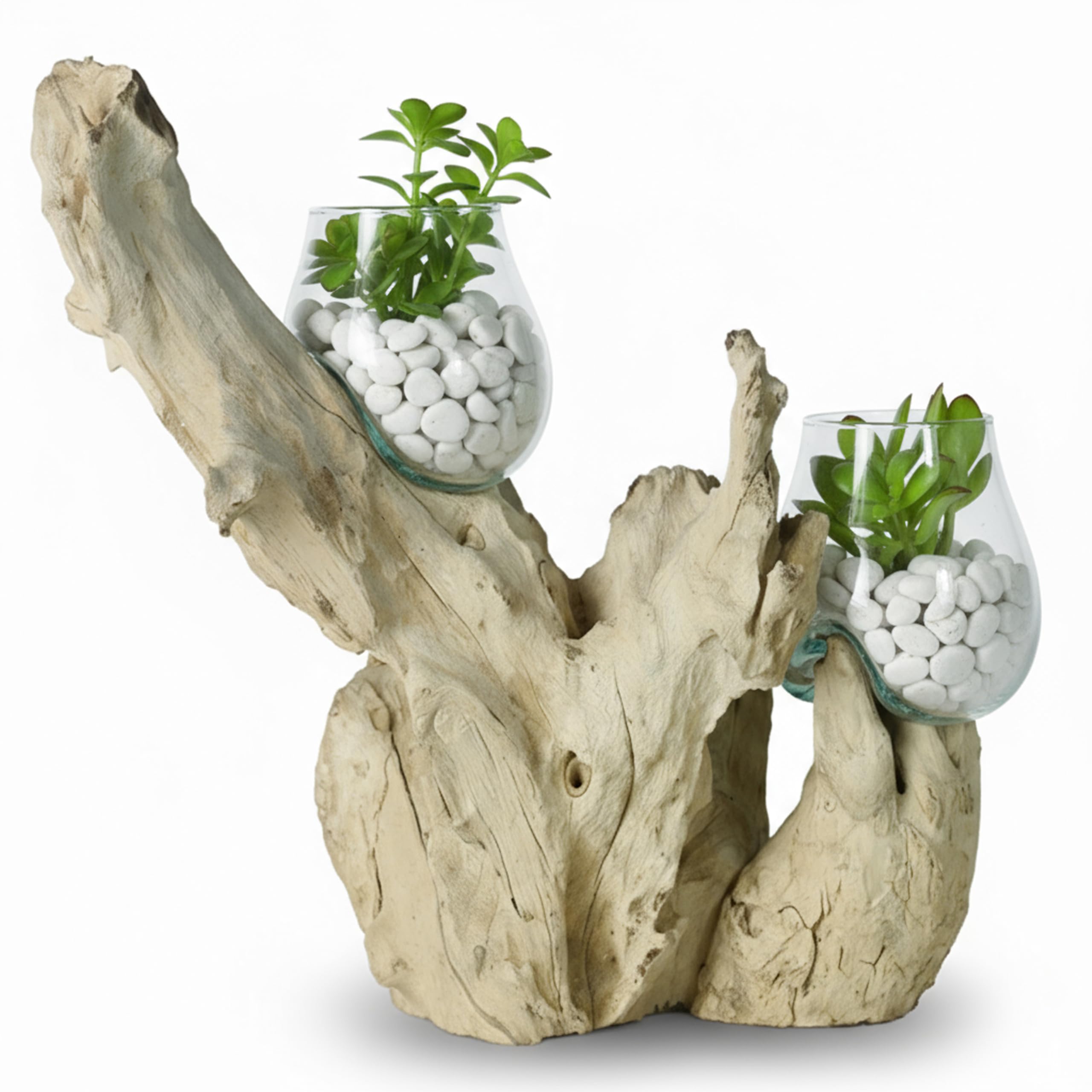 ART-CRAFT Handgefertigte Gamalwurzel mit 2 mundgeblasenen Recyclingglas-Schalen, Natur-Unikat, nachhaltige Wurzelholzkunst, ca. 40x20x20 cm, Vase, Terrarium, Einzelstück, Deko für Wohnzimmer