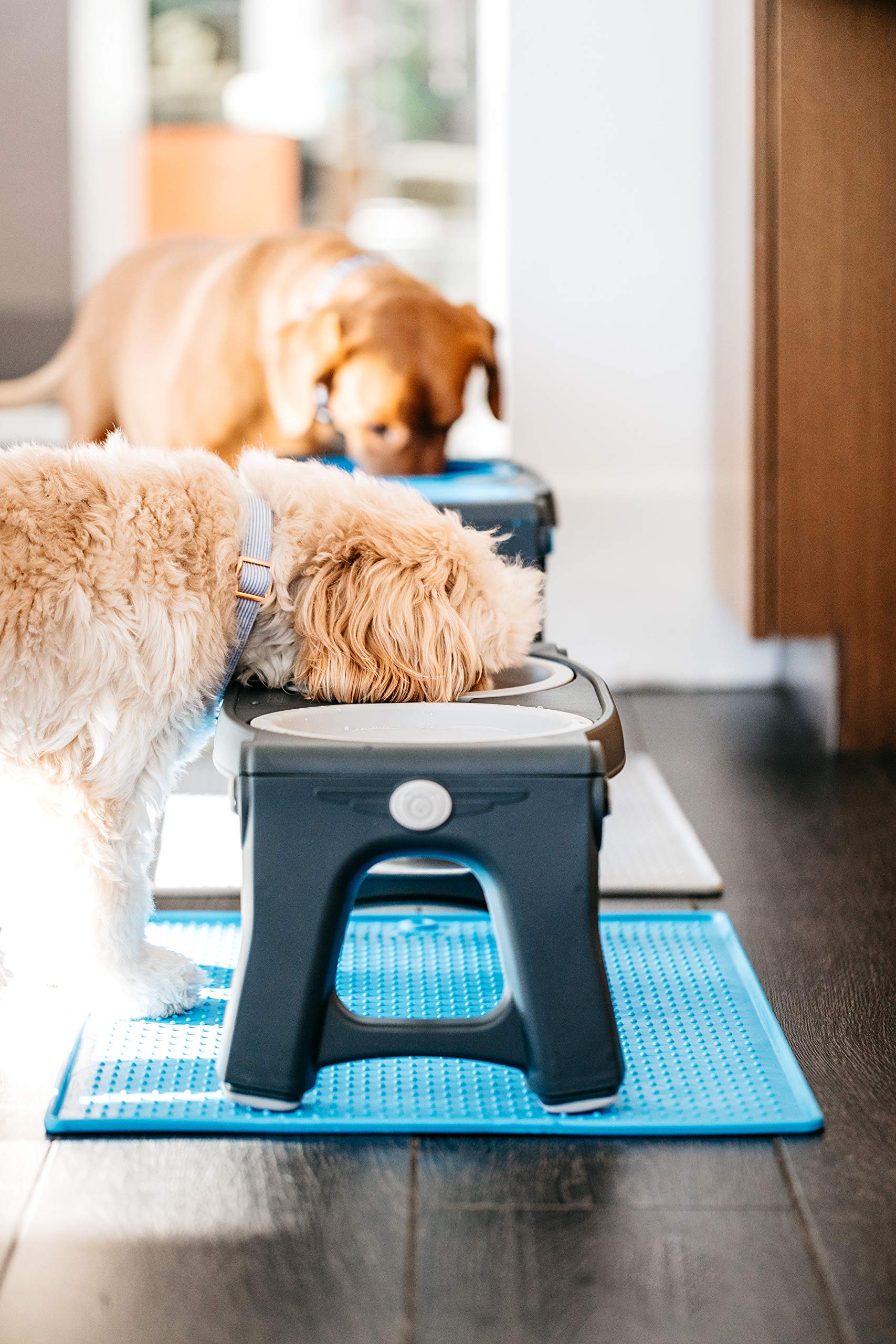 Dexas Pets Mangeoire Double réglable en Hauteur pour Animaux de Compagnie Gris Clair
