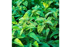 YEGAOL GARDEN Jamaican Callaloo Seeds-Grow Your Own Jamaican Greens Vegetable Amaranth Seeds Non-GMO