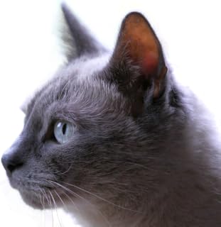 Feline sounds & Feline Meows & Cat Sounds cat app