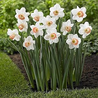 Daffodil Bulbs- x30 Daffodil/Narcissus Pink Pride Bulbs for Planting Now -X30 Bulbs Ready to Plant