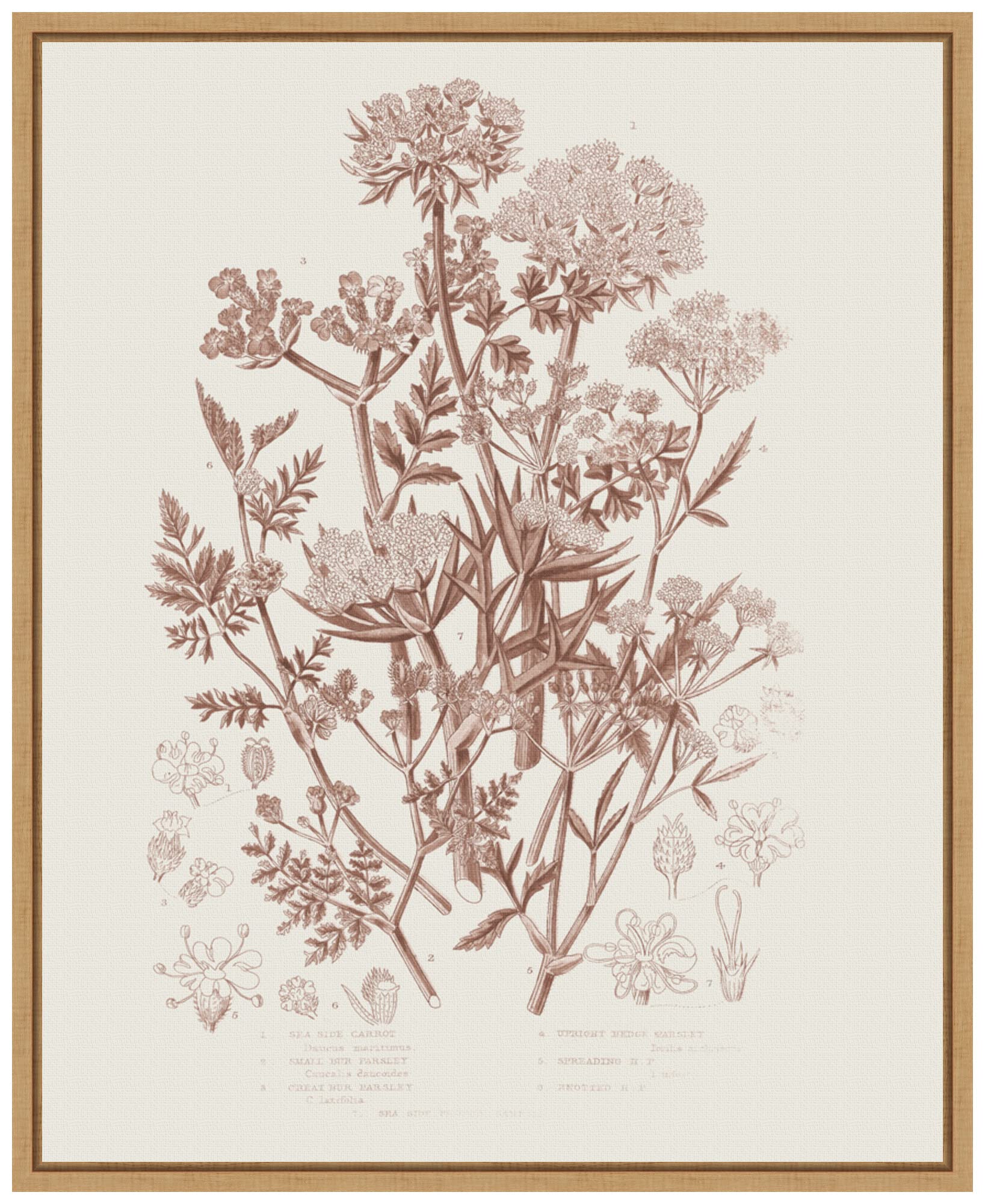 Amanti Art Framed Canvas Wall Art 20x16 Flowering Plants IV Brown by Wild Apple Portfolio, Framed Wall Art Canvas, Flowers Artwork, Modern Decor, Small Poster Painting for Living Room, Bedroom,