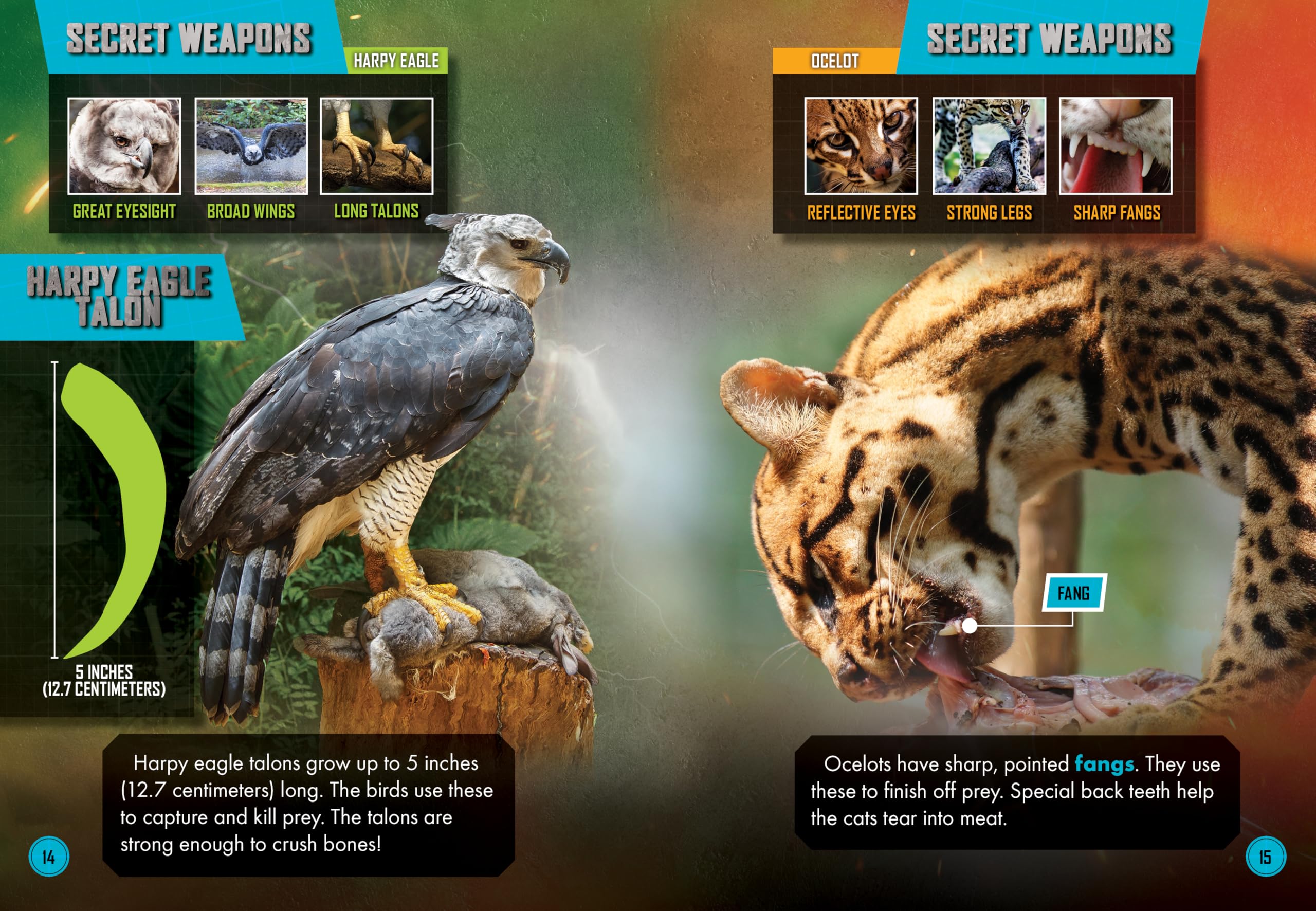 Harpy Eagle Vs. Ocelot