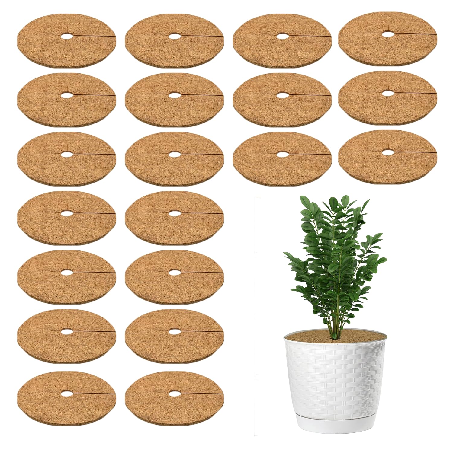 Casa De Amor Coco Coir Mulch Ring Mat 6 Inches, Pack of 20 | Natural Coconut Fiber Plant Protector for Indoor & Outdoor Plants | Weed Control & Moisture Retention | Root Protection & Soil Health-image-46
