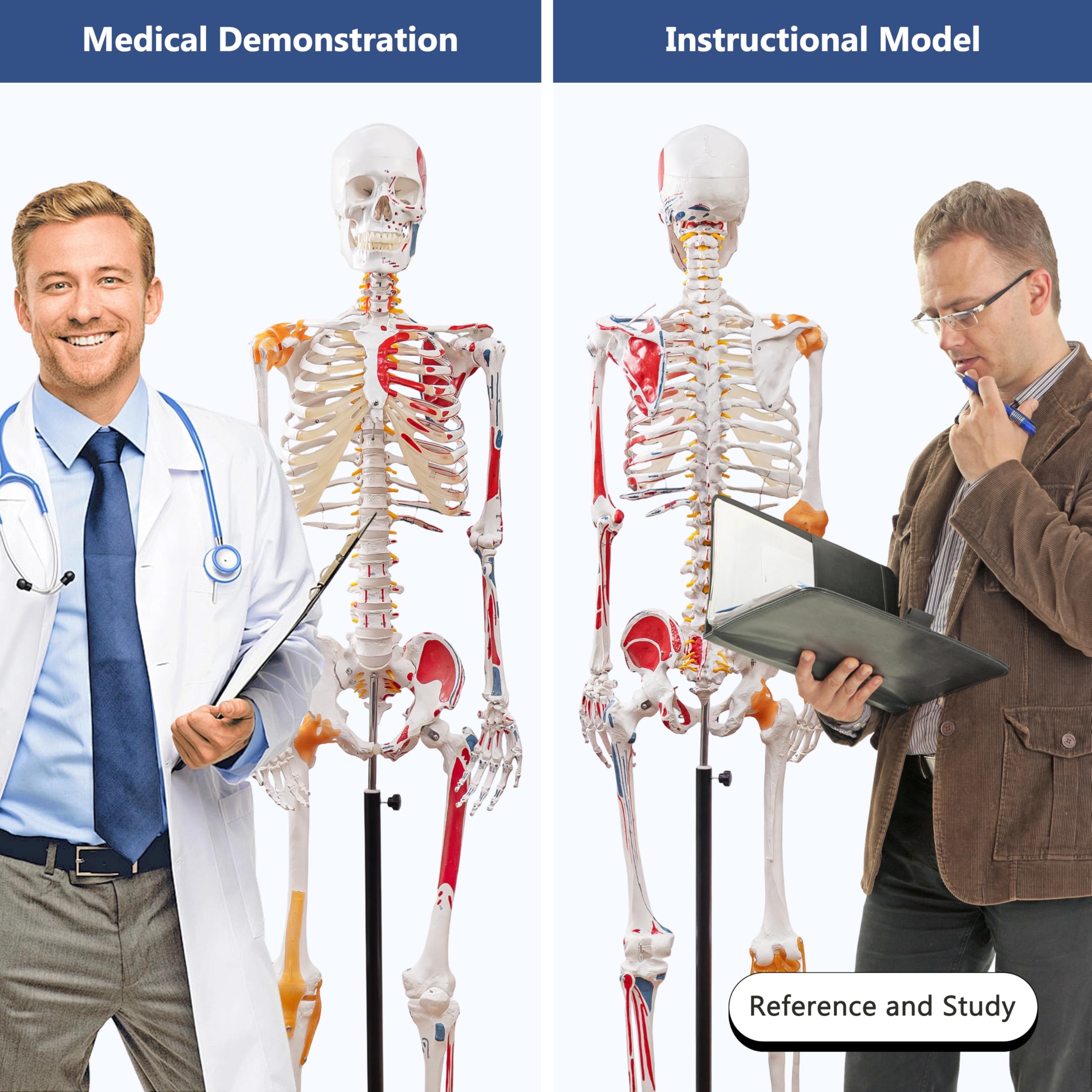 Menschliches Skelettmodell, Medizinische Anatomische Lebensgröße Skelett Replik mit Wirbelsäulennerven, Muskeleinfügung und Ursprungspunkte, Gelenkbänder, Enthält Rollstand, für Ärzte, Studenten