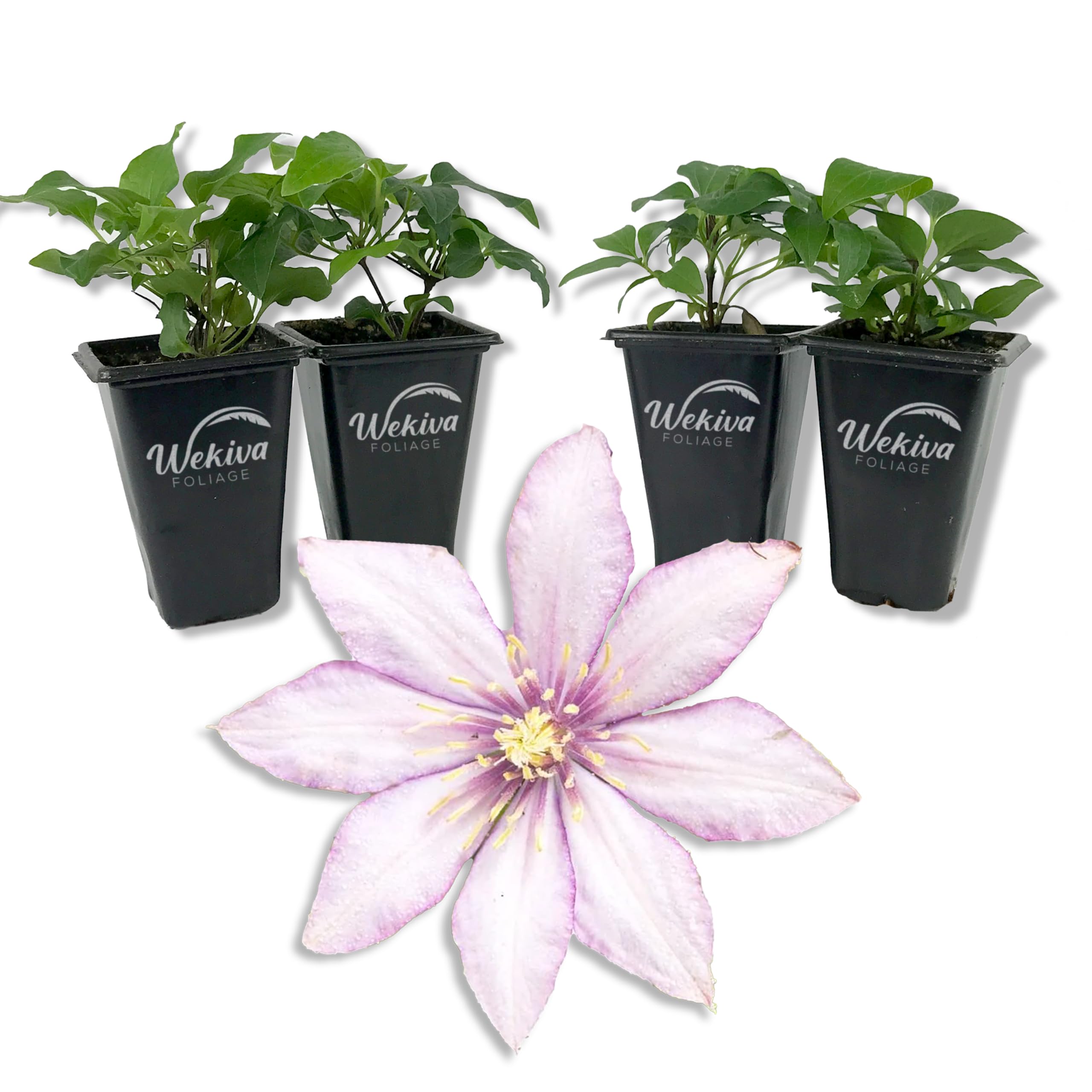 Amazon.com : Clematis Samaritan Jo - 4 Live Starter Plants in 2