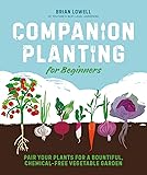 Companion Planting for Beginners: Pair Your Plants for a Bountiful, Chemical-Free Vegetable Garden