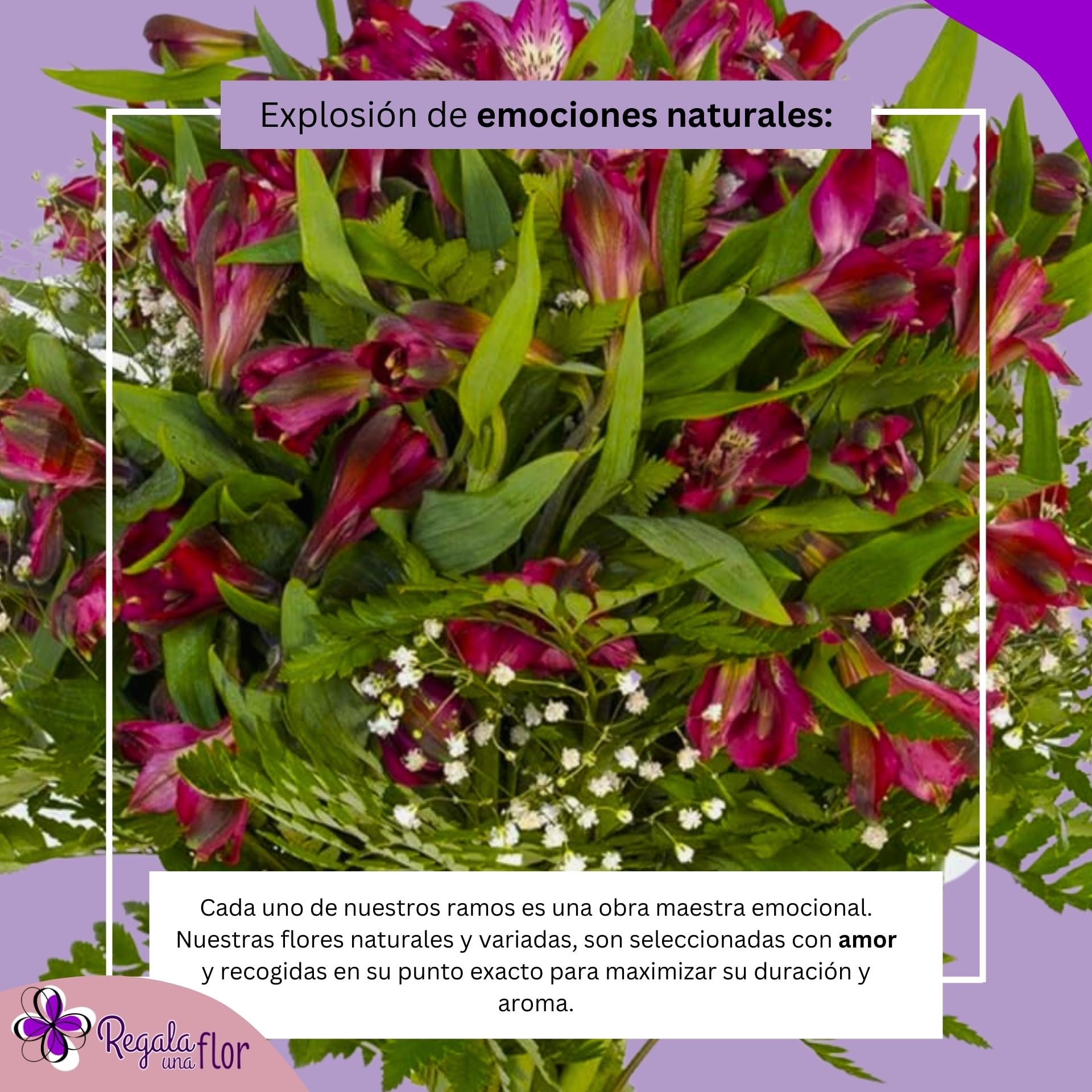 REGALAUNAFLOR | Ramo de flores naturales a domicilio | Entrega puntual en 24 horas de Lunes a Sábado | Con tarjeta de dedicatoria | Alstroemeria roja