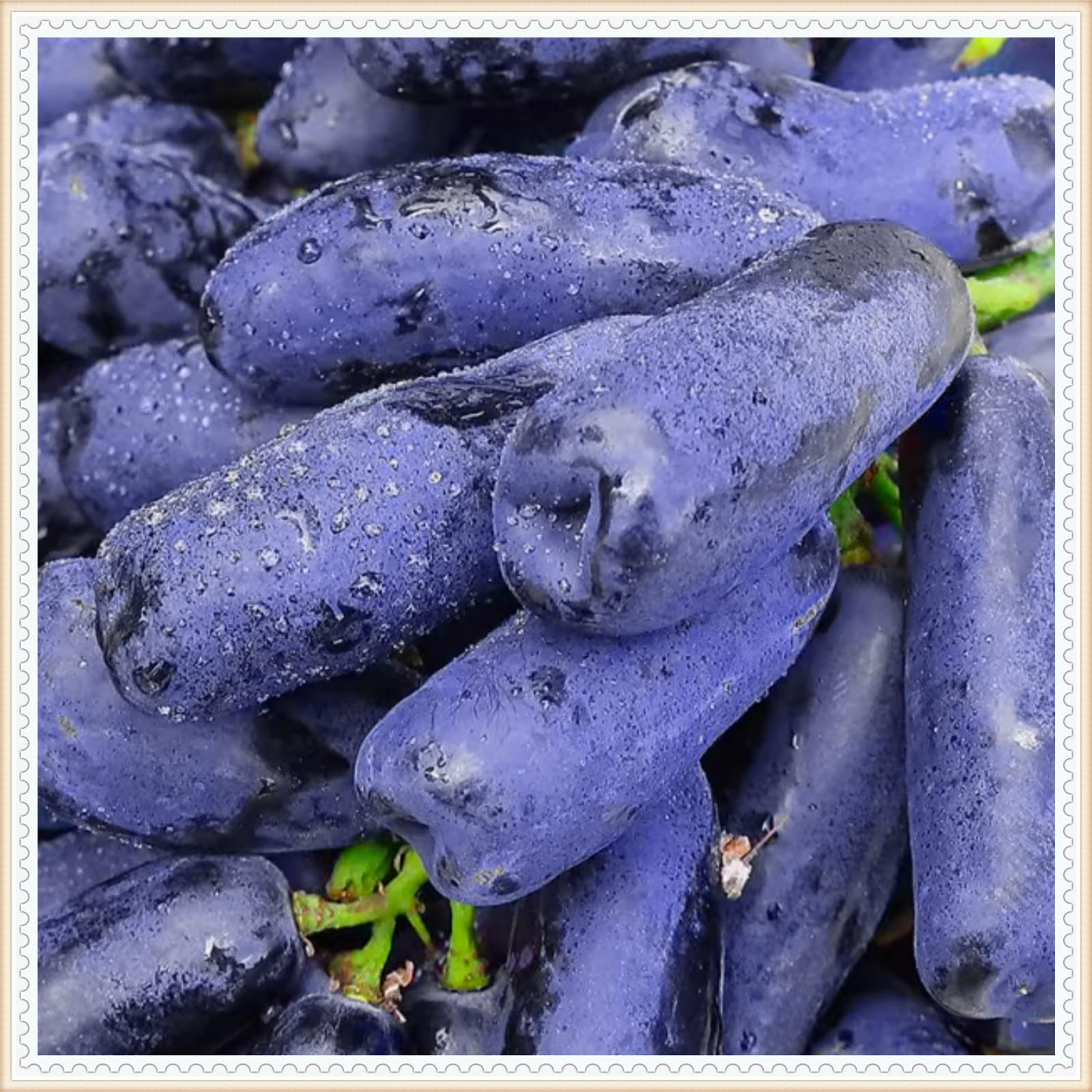 Perennial, Grape Roots, for Stunning Garden Displays-4 Bulbs-A