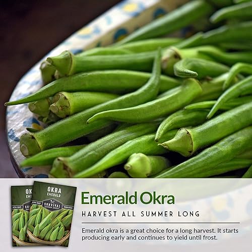Miniatura 6 de Survival Garden Seeds - Semilla de Okra esmeralda para plantar - Paquete con instrucciones para plantar y cultivar Okra tierna y grande en tu jardín
