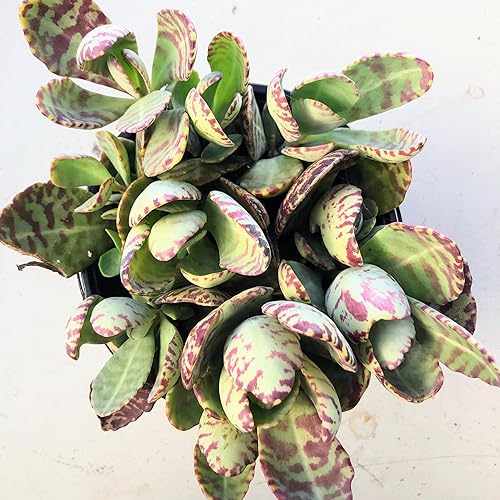 Kalanchoe Desert Surprise 3-4 Succulent Live Plant Ruffled Red-Edged Leaves, Easy Care, Drought Tolerant, Indoor Outdoor Houseplant, Unique Gift,