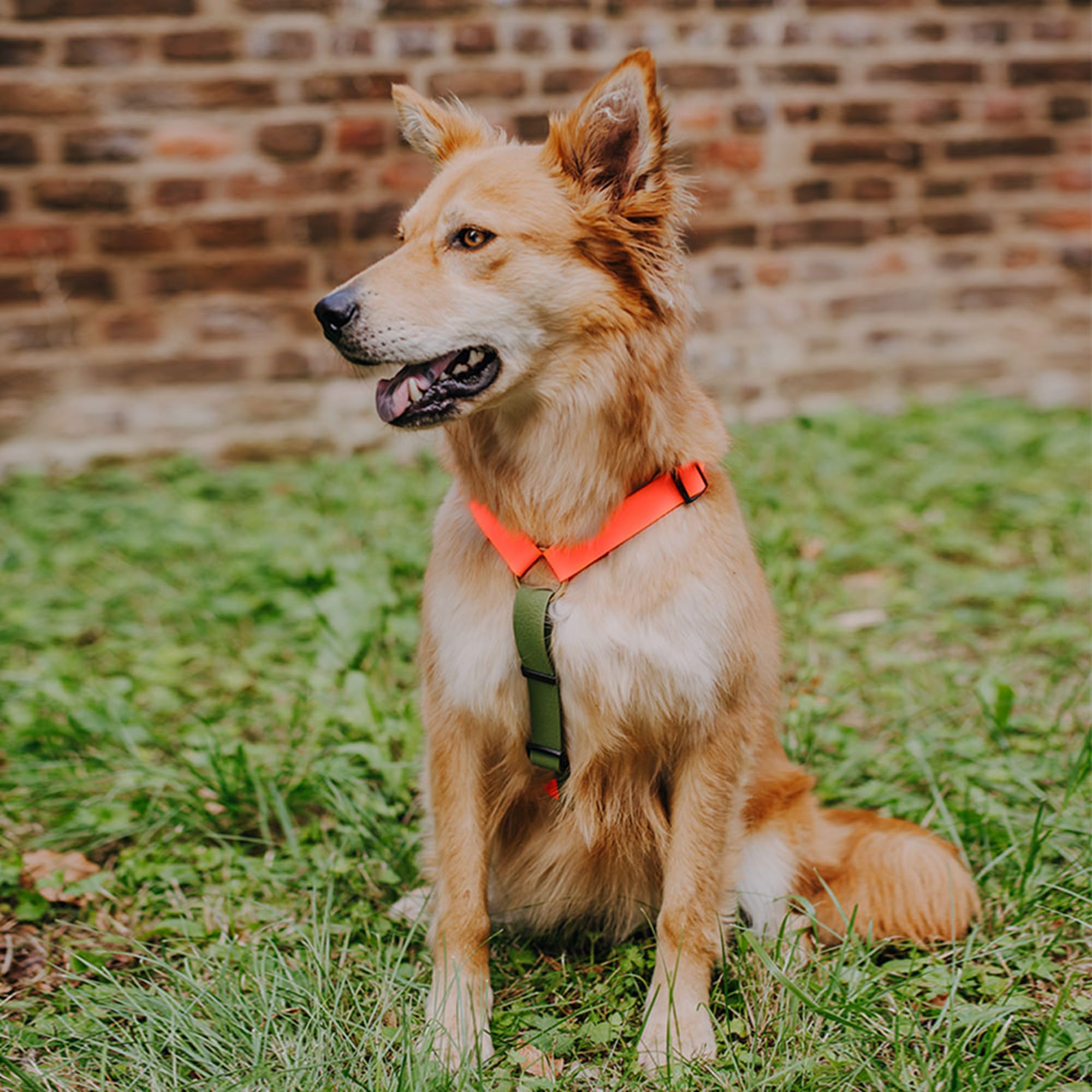 Pettorina per cani impermeabile, regolabile in 5 direzioni, Made in Germany, per razze da piccole a molto grandi, accessori per cani (M, arancione/verde)