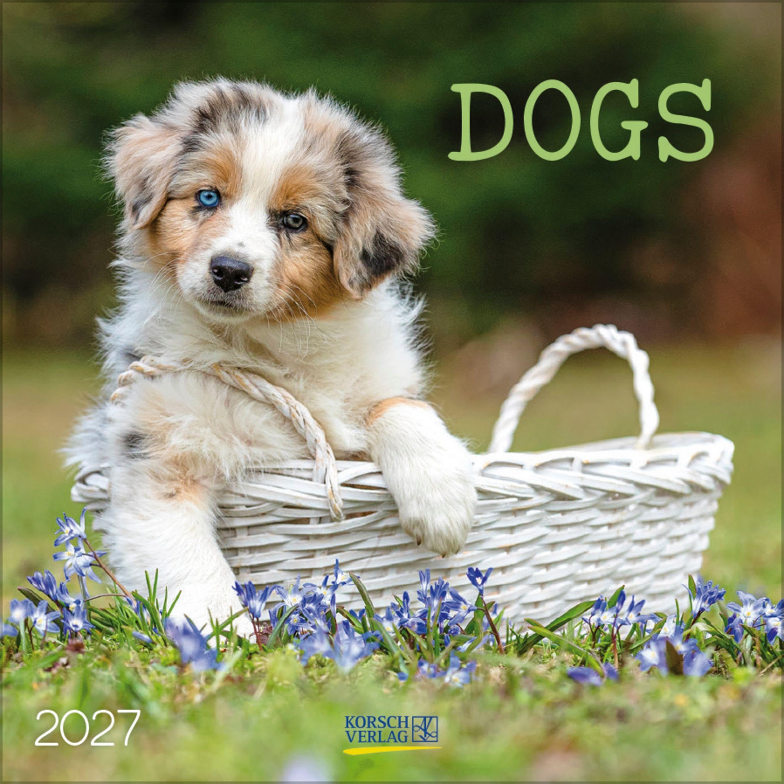 Dogs 2027: Broschürenkalender mit Ferienterminen. Hunde und Welpen. 30 x 30 cm