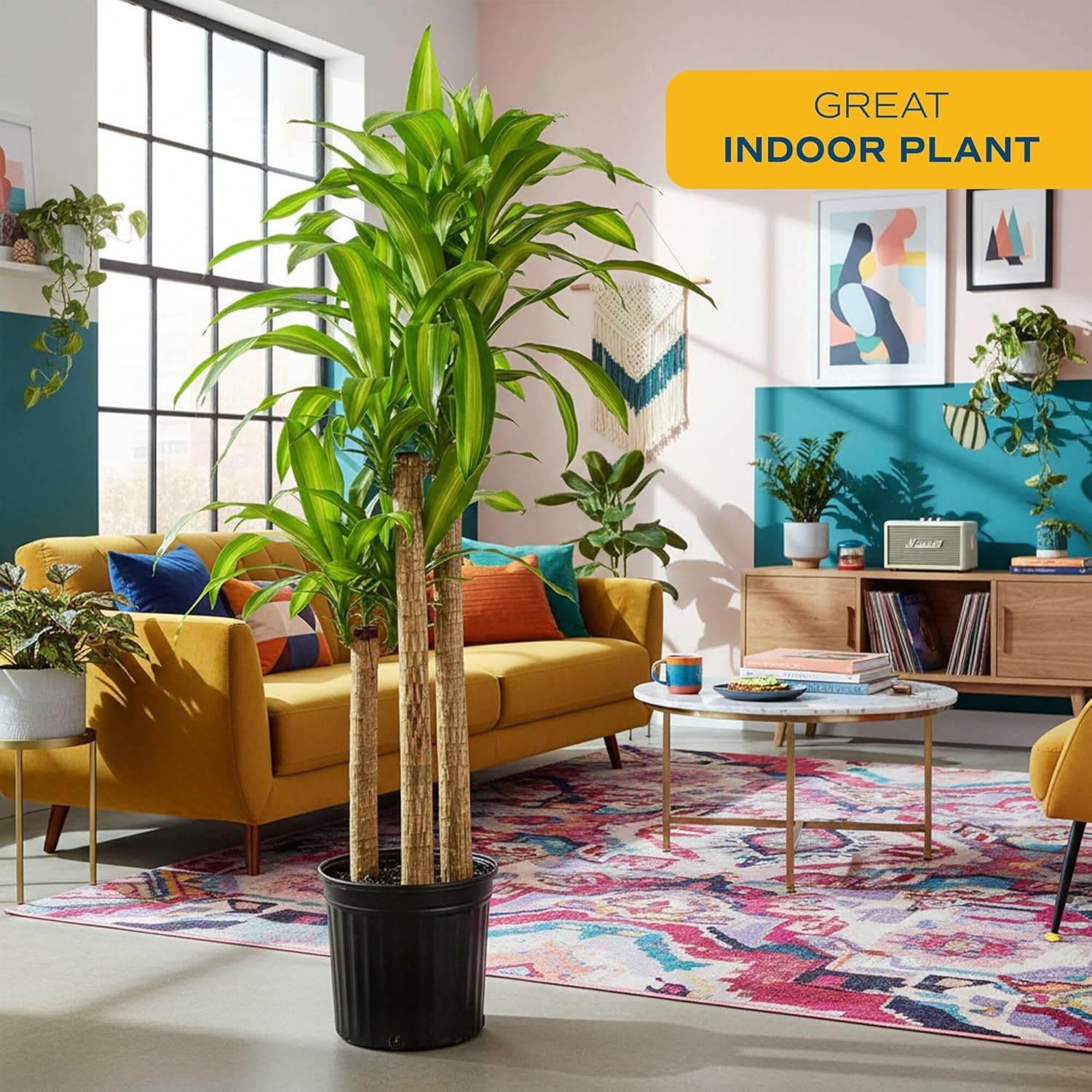 Costa Farms Dracaena Mass Cane Extra Large Live Indoor Plant, 4 to 5-Feet Tall, Potted in Grower's Pot