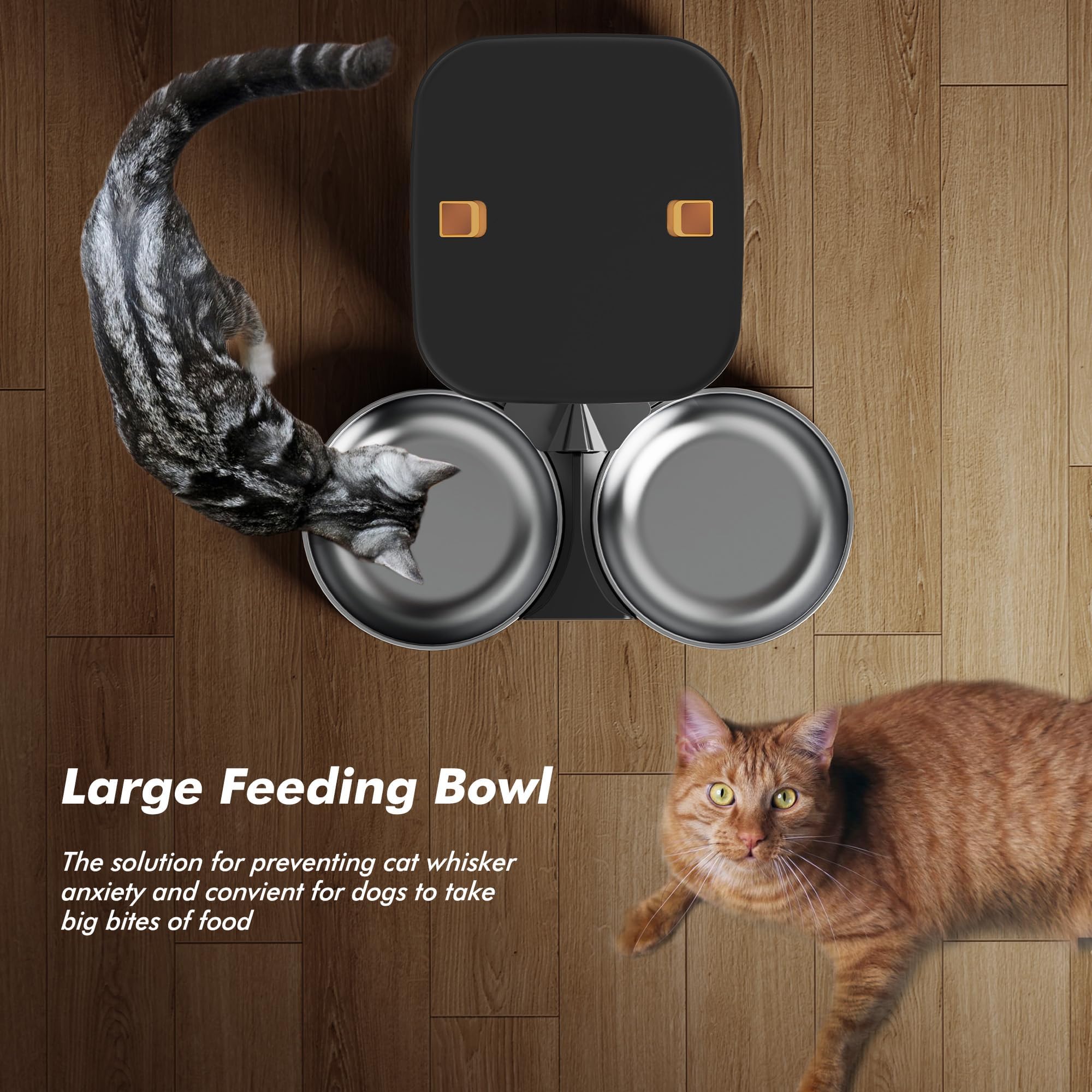 Where to Buy Automatic Cat Feeder: Are Metal Bowls Harmful?
