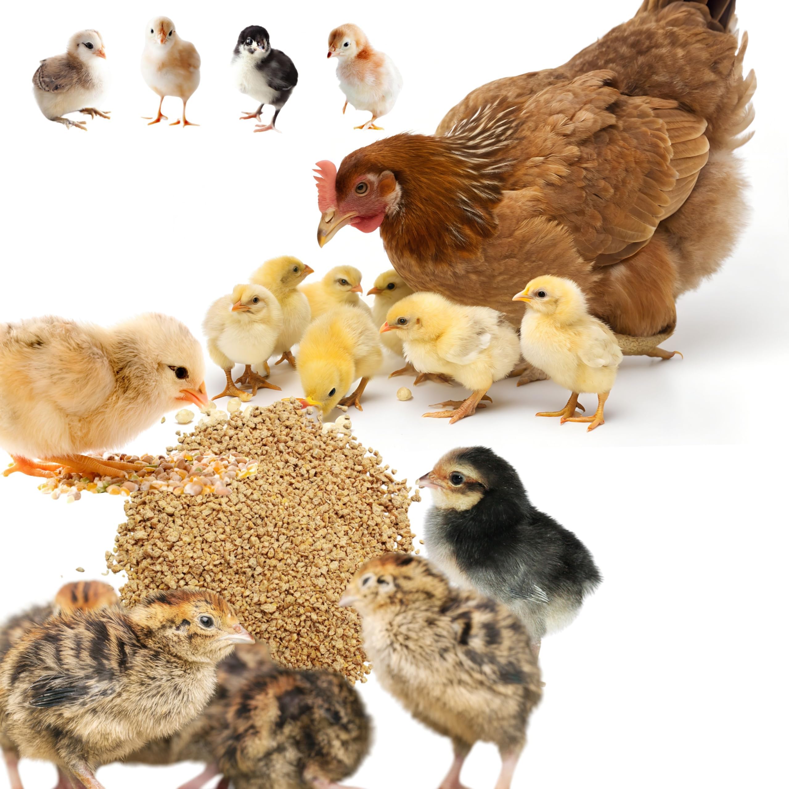 BIO Blooms Agro India Private Limited Poultry Flake Feed for Young Chicks (0 to 6 Weeks, 1Kg, Bio_25