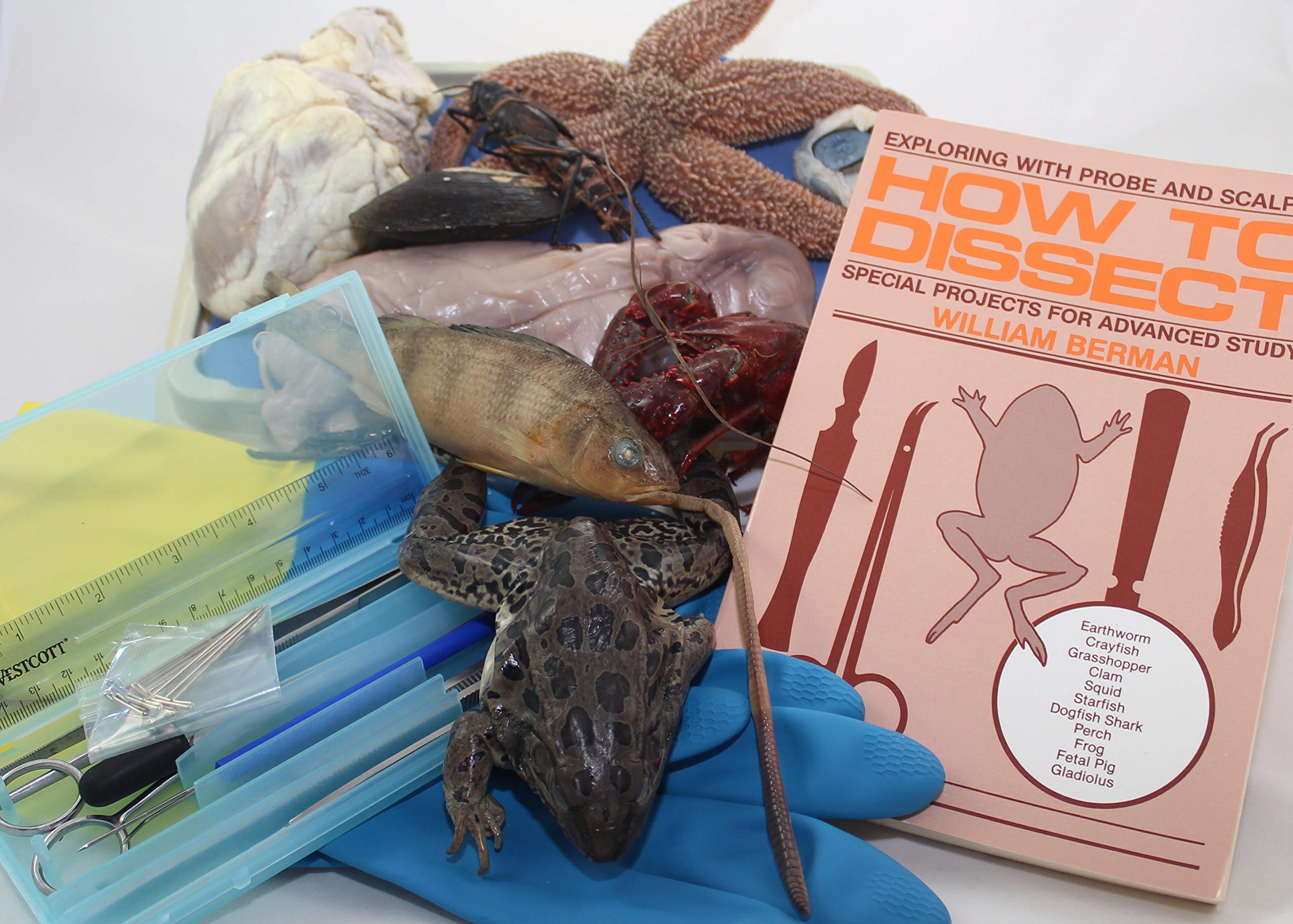 Advanced Dissection Kit