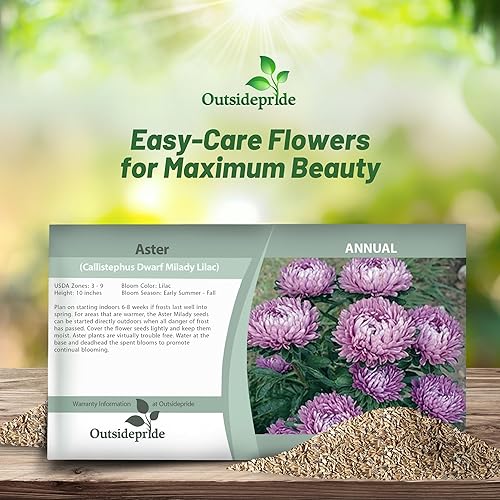 Miniatura 4 de Outsidepride Dwarf Milady Aster Seeds  1000 piezas de semillas de flores anuales, resistentes y aptas para polinizadores para plantar vibrantes