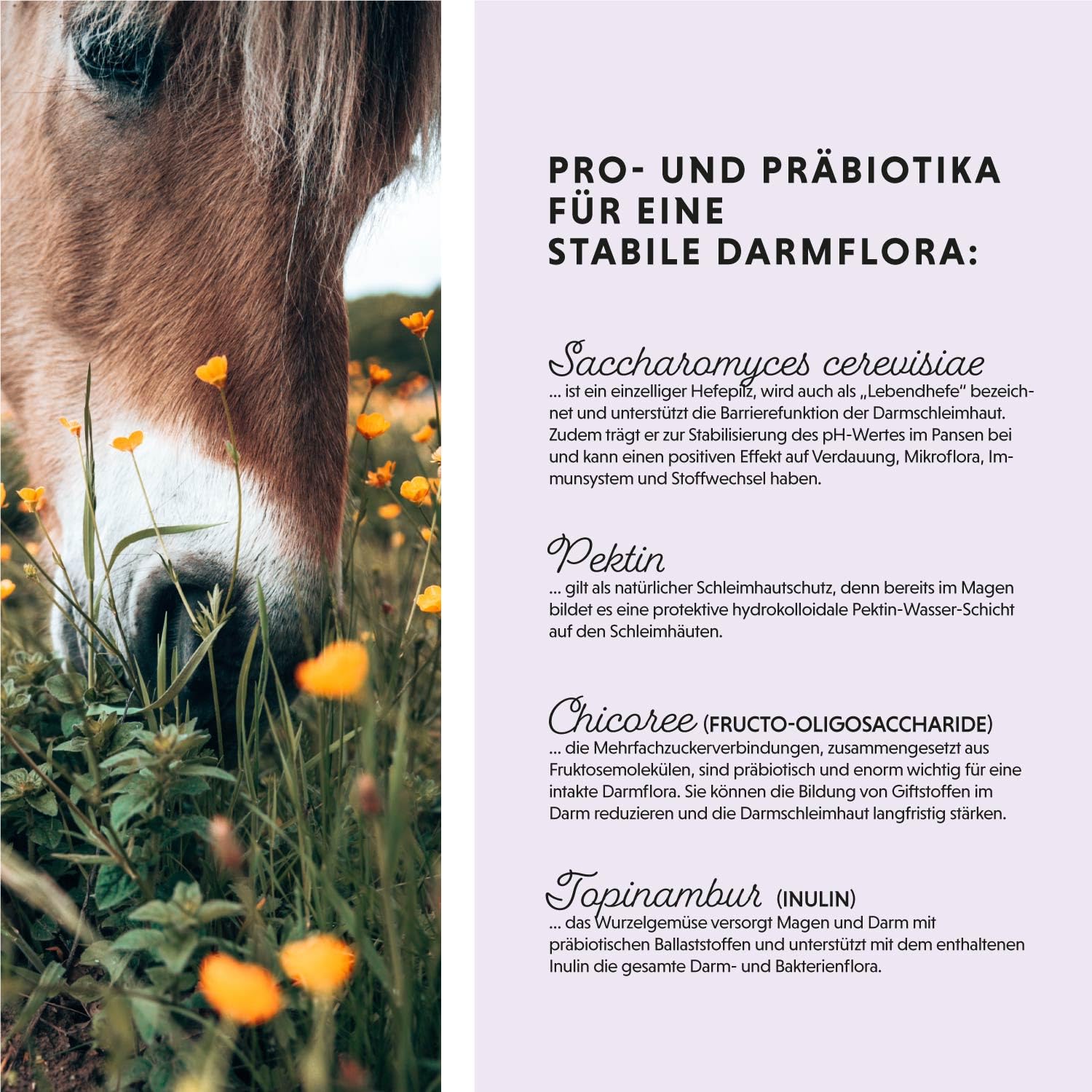 Annimally Probiotika Pulver für Pferde - 750g Darm Pulver mit Lebendhefe für eine gesunde Darmflora - Darmbakterien zur Darmsanierung beim Pferd, bei Kotwasser & Durchfall