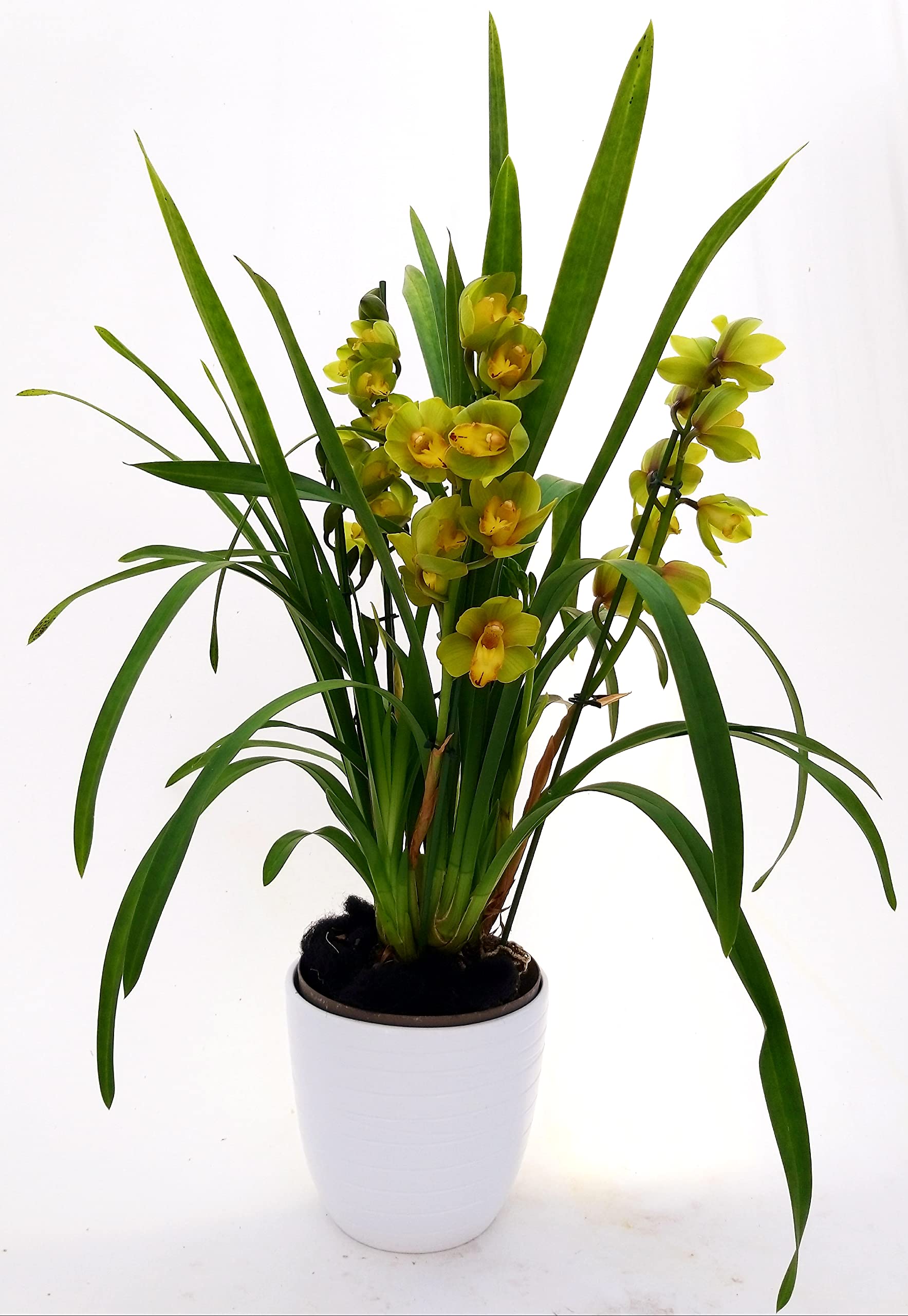 Powers To Flowers - Skimmia Rubella Xxl In Vaso Ceramica Bianco Rigato Pianta Vera