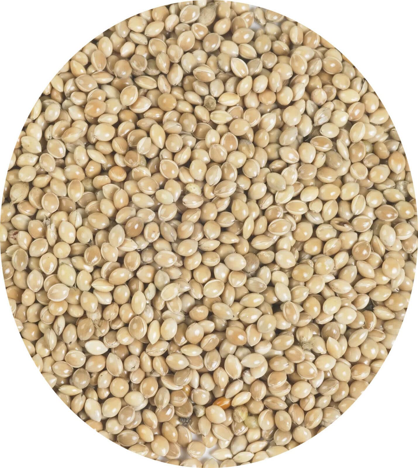 White Millet Seed Budgie Finch Canary or Wild Bird Food 10kg 5kg 3kg 2kg 1kg 500g Garden Bird Food (White 10kg)