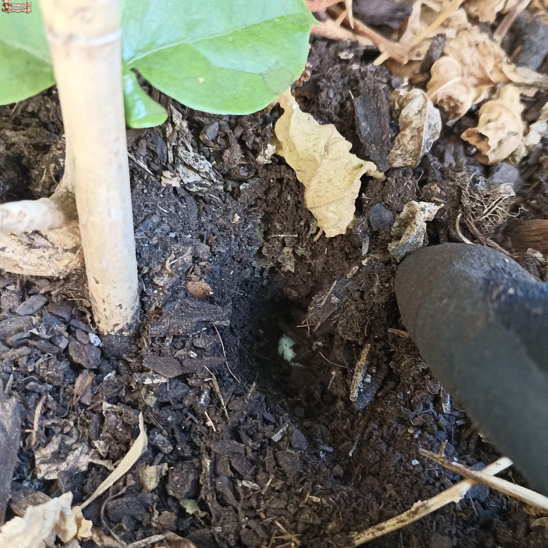BricoLoco.com Abono vitaminado en comprimidos concentrado. Pack 500 Pastillas fertilizantes NPK para plantas y árboles. Enraizante. Mucho más seguro, fácil y limpio que líquido. (500)