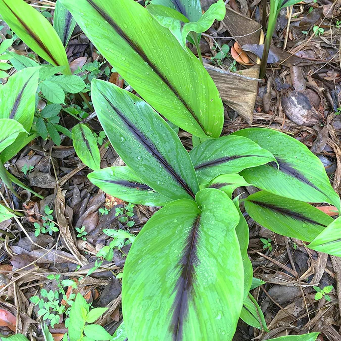 Green-House Rare Black Turmeric Curcuma Caesia, Kali Haldi Growing Fresh Roots/Bulbs/Rhizomes - Pack of 5 Rhizomes-image-27
