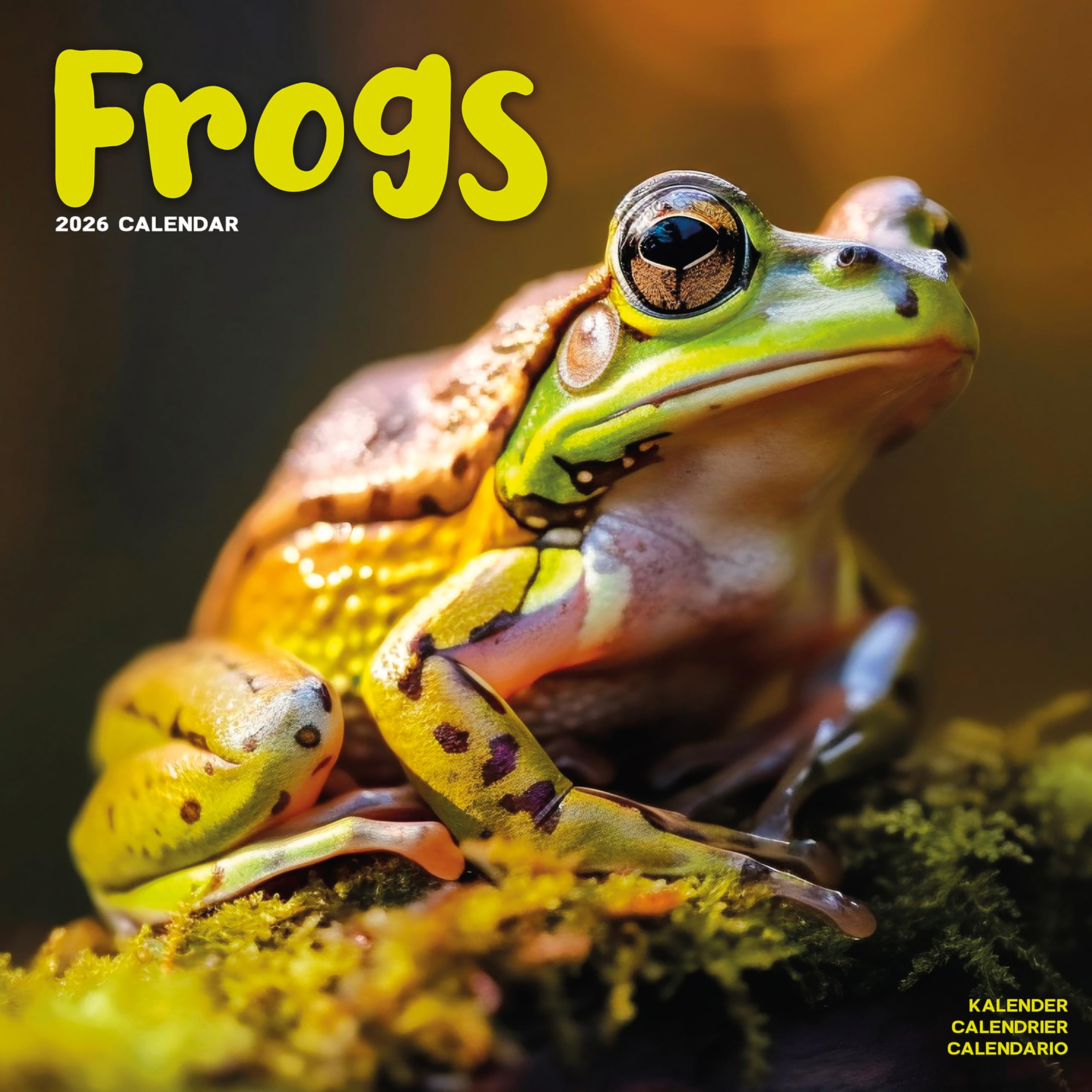 Frogs 2026 Calendar | Square Wall Calendar | Reptile Gift | Plastic Free Packaging | by Avonside Publishing
