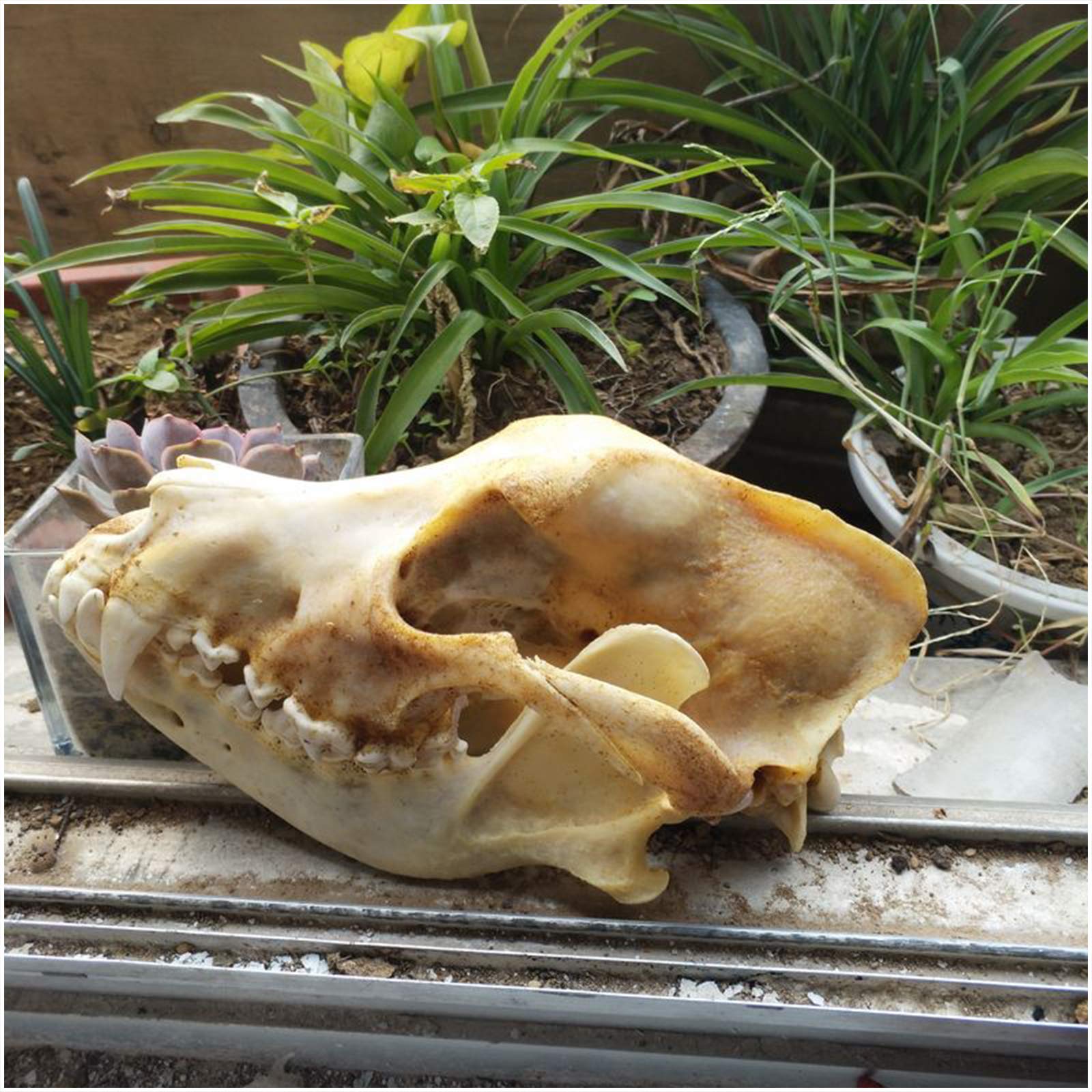 Crâne de chien véritable – Taille réelle – Taxidermie, fournitures d'art, vétérinaires, médicaments, bureau, bar, décoration