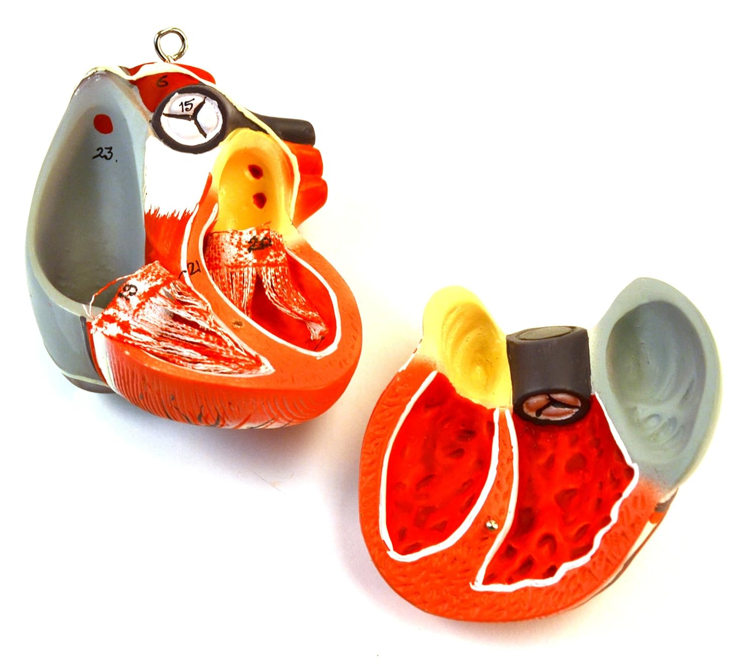 EISCO – 35" Life Size Human Torso Model, Sexless Anatomical Model, 15 Removable Parts, Head, Brain, Eyeball, Organs, Vertebra – with Labeled Arteries and Veins – for Biology and Medical Instruction