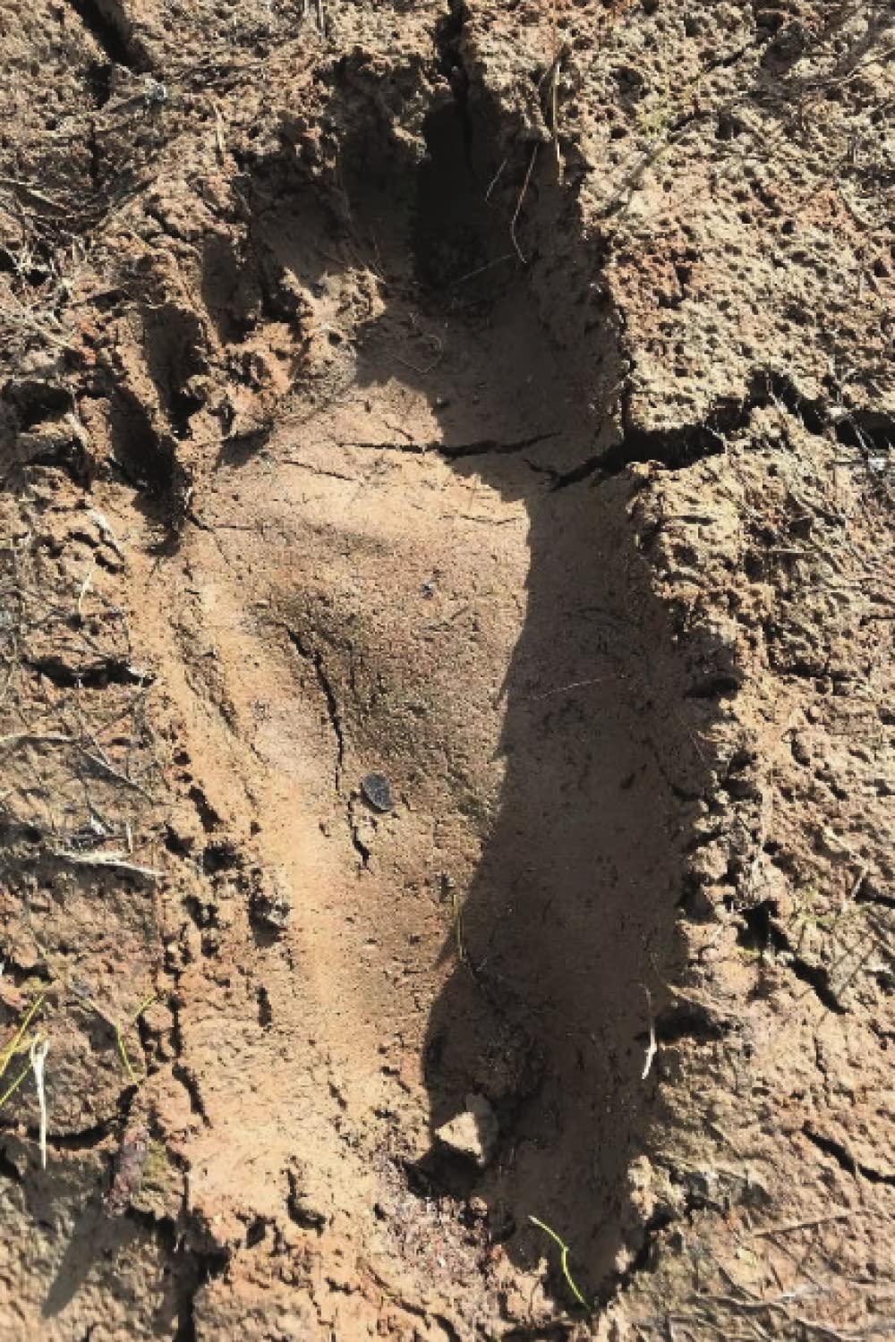 Amazon.com: Sasquatch Footprint Journal: 216 Dot Grid Patterned Pages ...