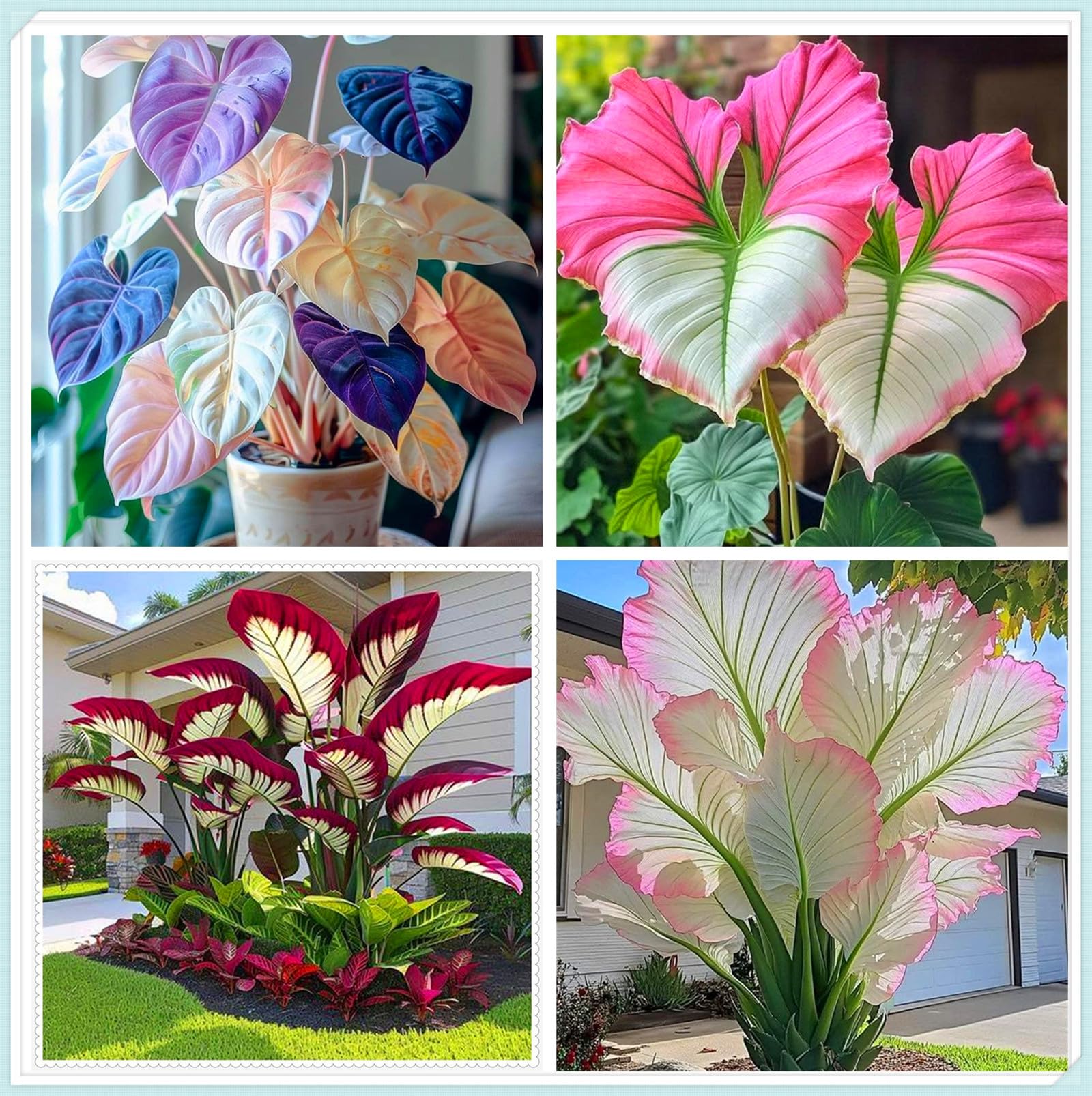 Large Leaf Elephant Ear Bulbs, Perennial Ornamentals, Ideal for Indoor Display and Garden Decoration-10bulbs-D