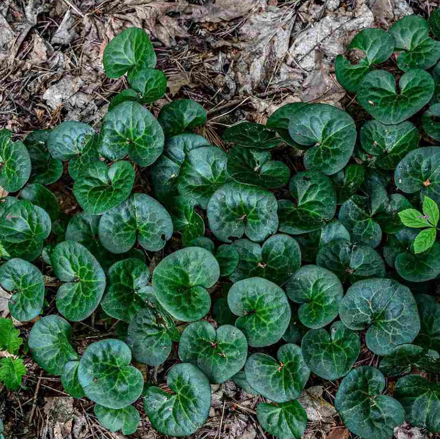 Wild Ginger Plants for Growing, Shade Loving Perennial, Great for Borders or Paths, Around Trees (3 Plants)