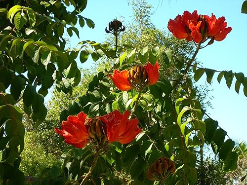 Miniatura 5 de 15 Tulipán africano ROJO (Árbol de fuegoLlama del BosqueÁrbol Fuente) Spathodea Companulata Seeds