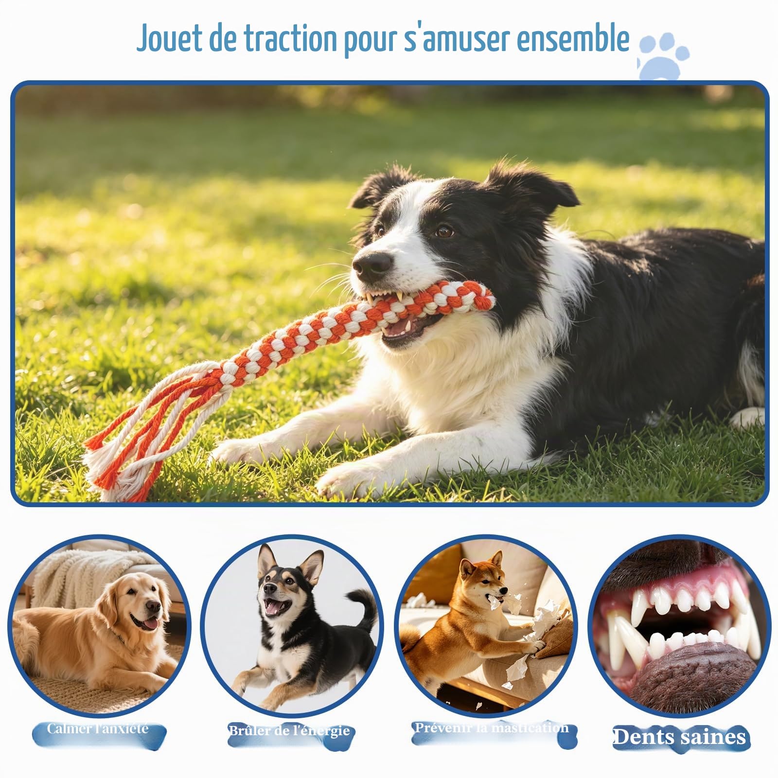 ASOCEA Flirt Pôle Chien Baguette Teaser Extensible pour Chien Jouet Interactif Extérieur Bâton De Flirt pour Animaux De Compagnie avec 2 Cordes en Coton à Mâcher Chasing Tail pour Petits Chiens
