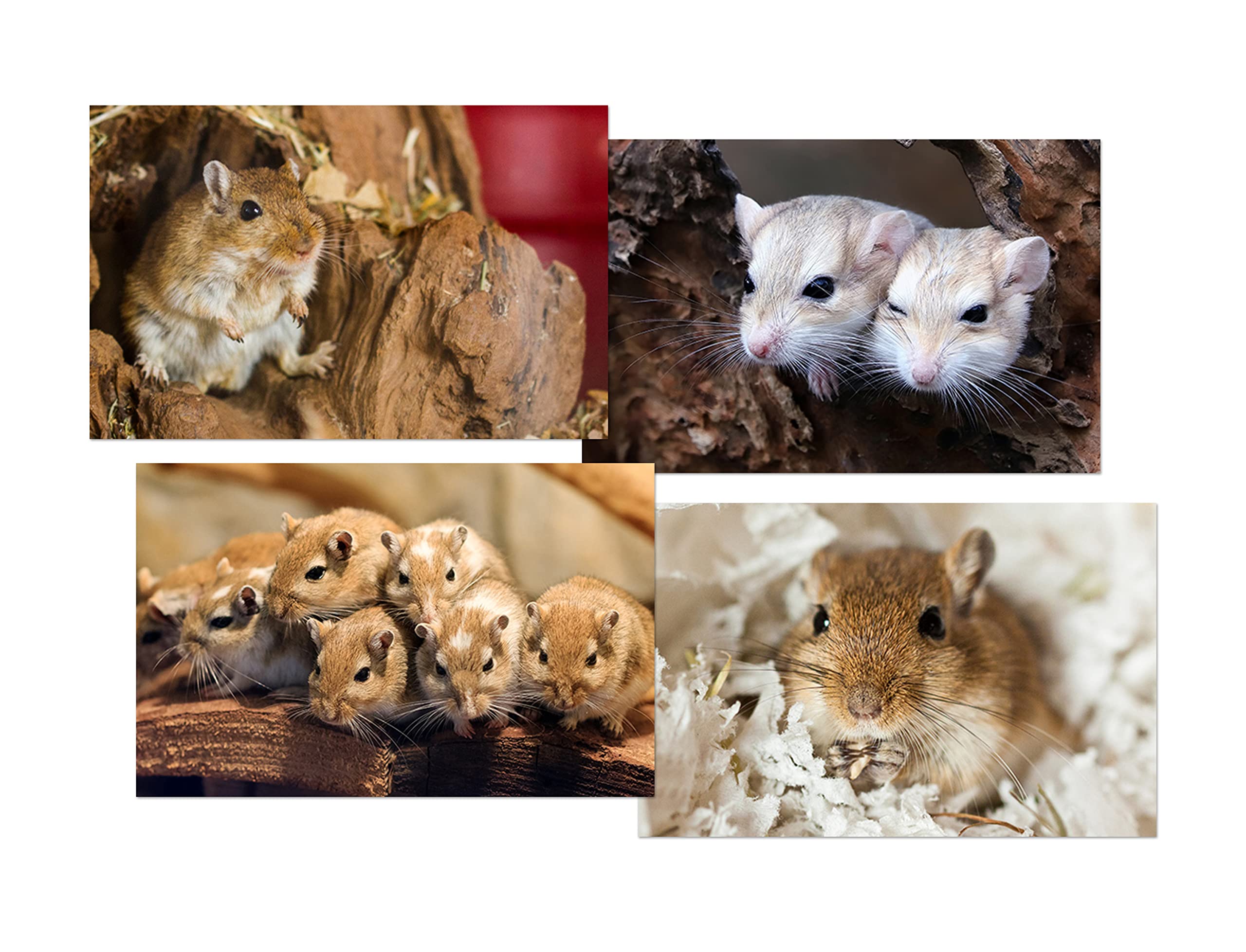 DV DESIGN Set of 4 Gerbils Black Ballpoint Pens - Image 2