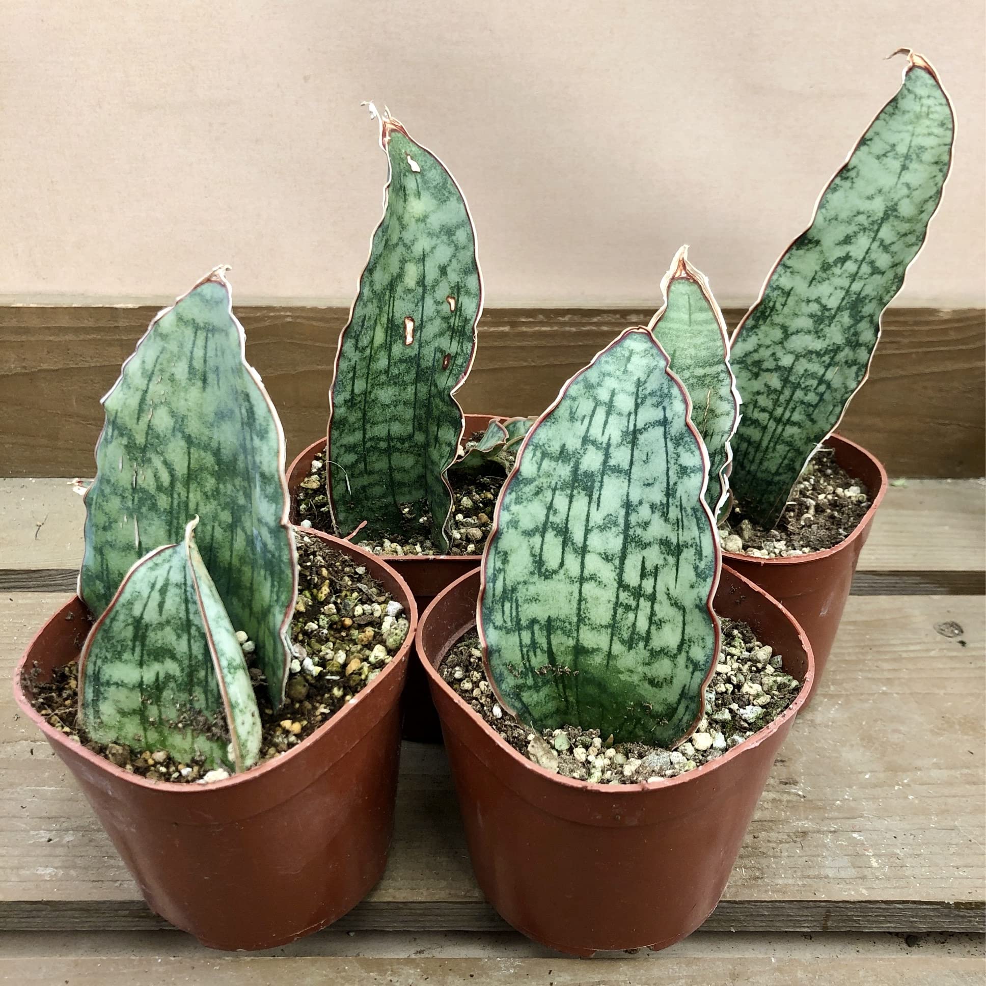 Amazon.co.jp: 観葉植物 サンスベリア シルバーブルー: ホーム＆キッチン