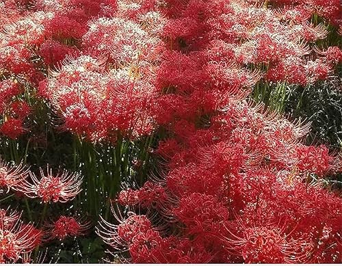 Miniatura 4 de Lycoris Radiata Bulb - Una bombilla de lirio de araña roja