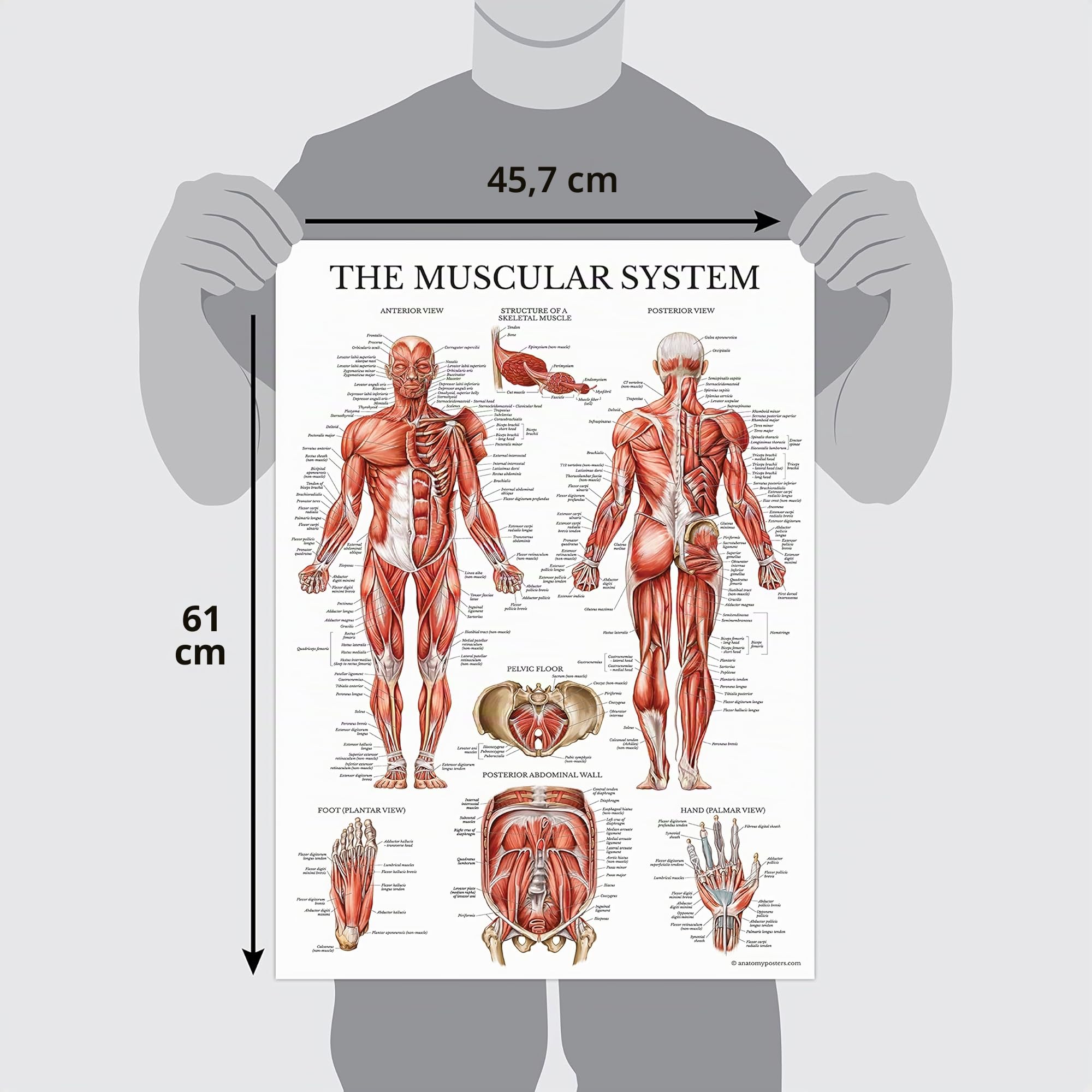 Palace Learning Lot de 3 affiches musculaires + squelette + anatomie et blessures de l'épaule – Tableaux anatomiques du système musculaire et squelettique – Laminé – 45,7 x 61 cm