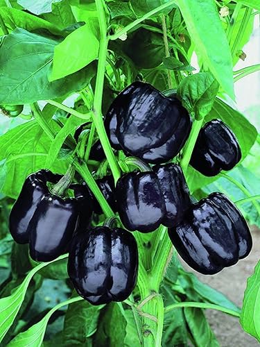 Miniatura 3 de Semillas de caballo negro de pimiento dulce vegetal heredero para plantar semillas gigantes sin OMG 30