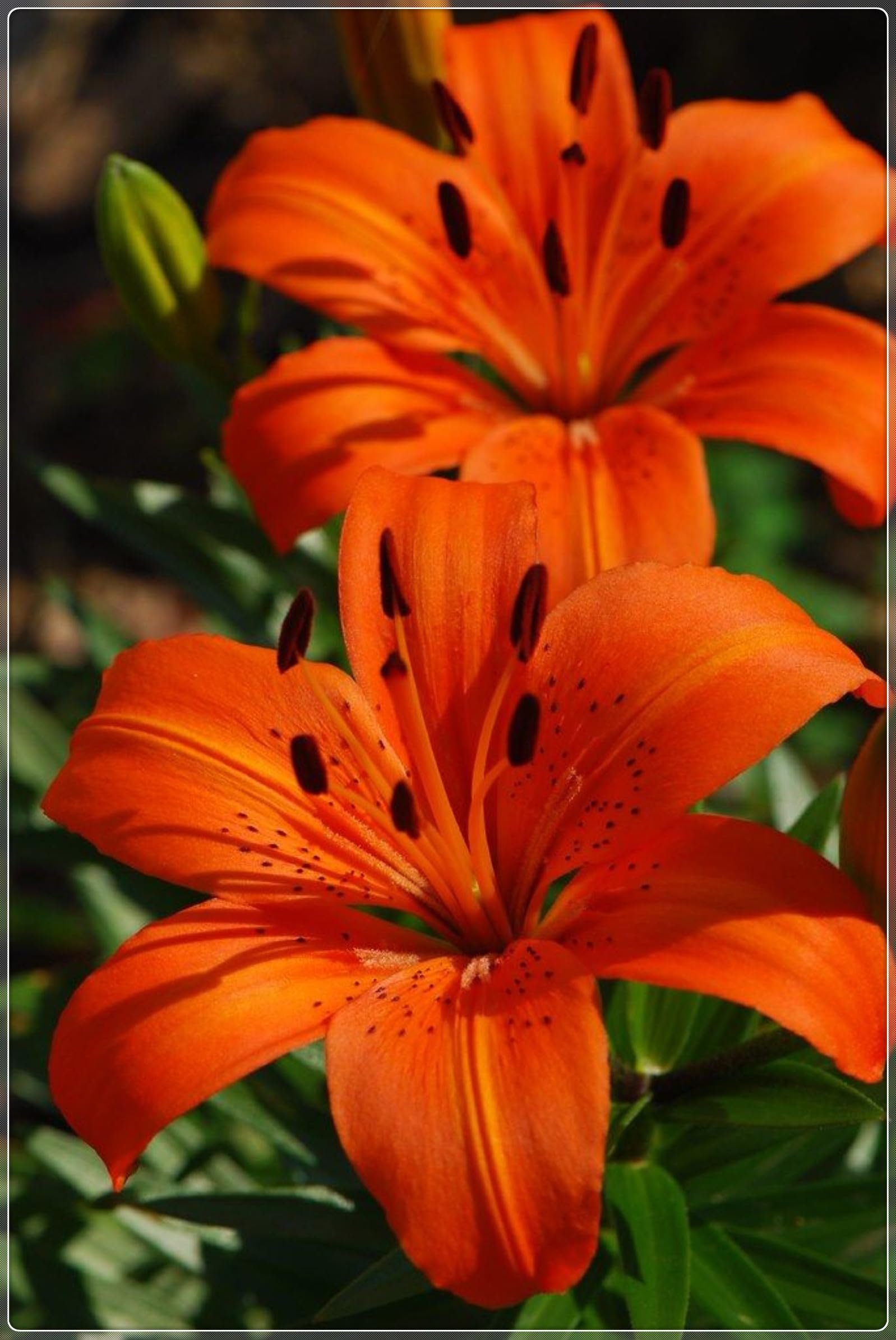 Lily Plants Perennial- Fragrant Flowers- Rare and Beautiful Lily Bulbs Ideal for Rockeries- Borders & Indoor or Outdoor Displays-8bulbs-F