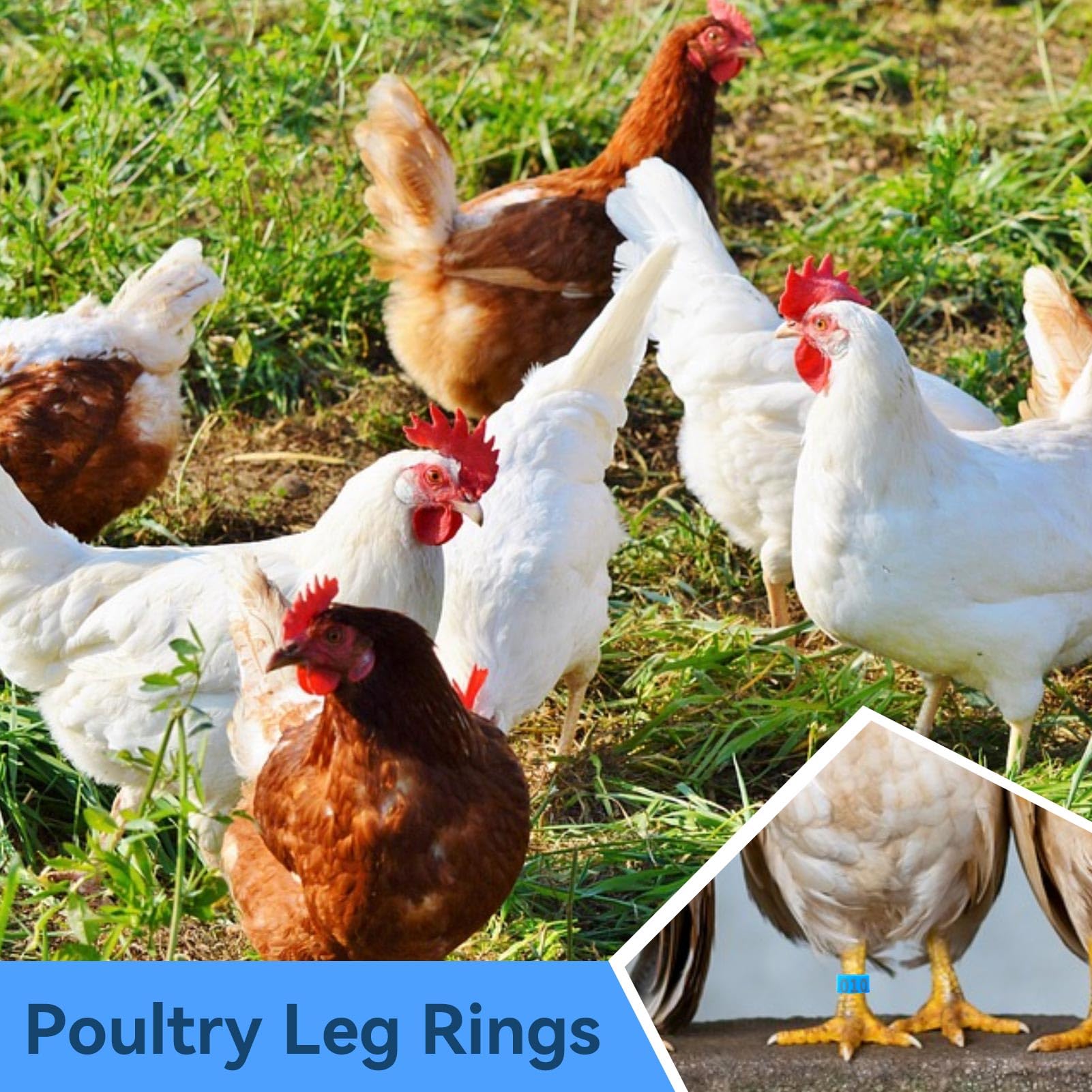 100PCS Chicken Leg Bands, 001-100 Numbered Colorful Chicken Birds Poultry Identification Leg Bands Bird Leg Bands for Pigeons Ducks Quail Goose Gamefowl Turkey(Blue)