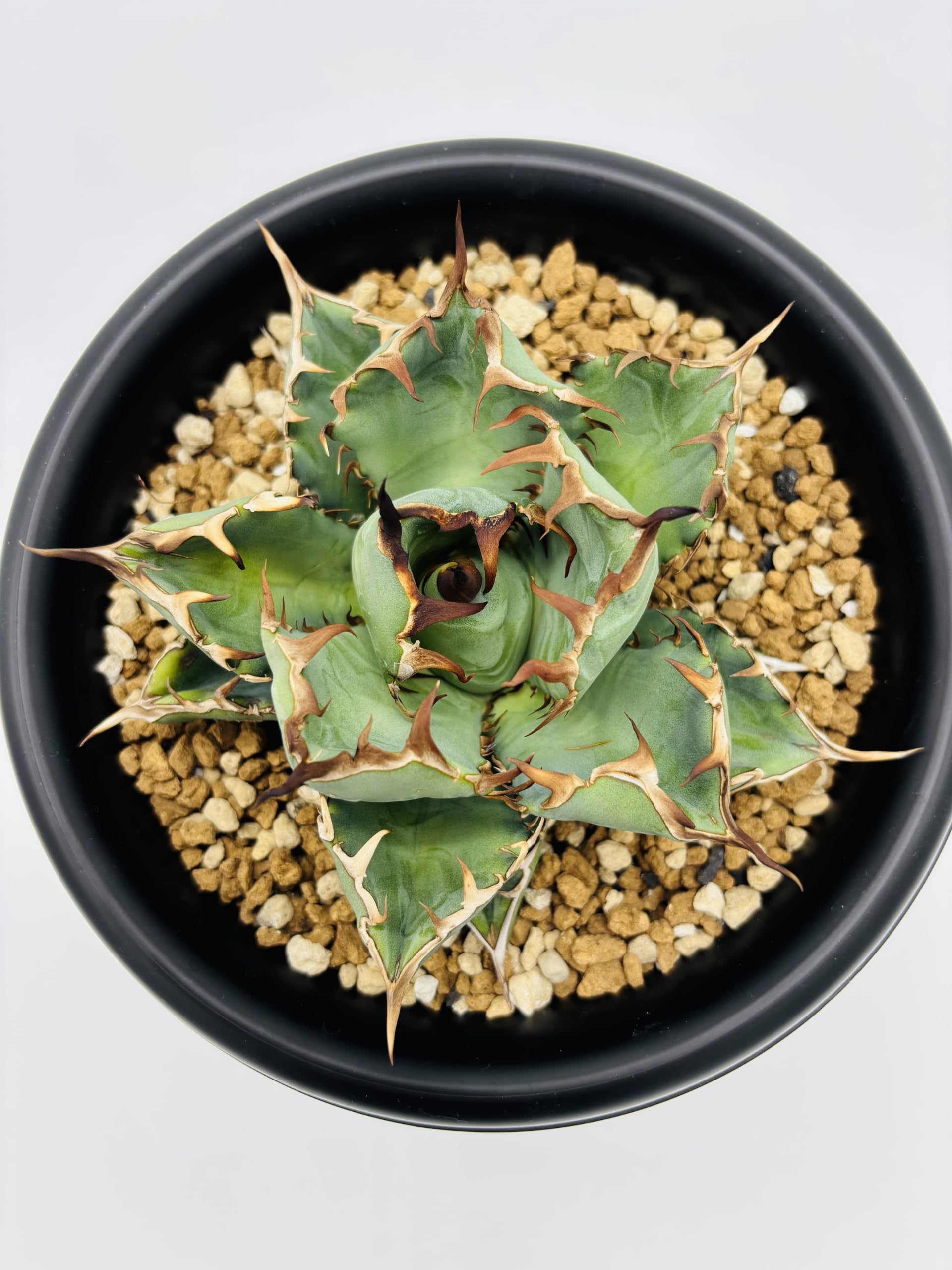 Amazon｜アガベ チタノタ 黒鯨(コクゲイ)/Agave titanota 'Black Whale