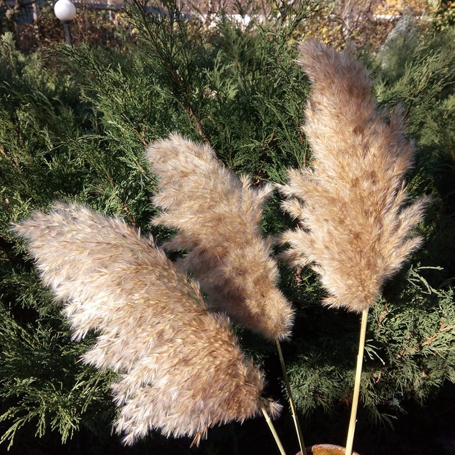 Décor d'herbe de pampa séchée, Grand herbe de Pampas moelleuse brune, herbe pompeuse sèche, décor de fleurs de mariage, Bouquet de fleurs naturelles, décoration de salle, Vase d'herbe de Pampas(5pcs)