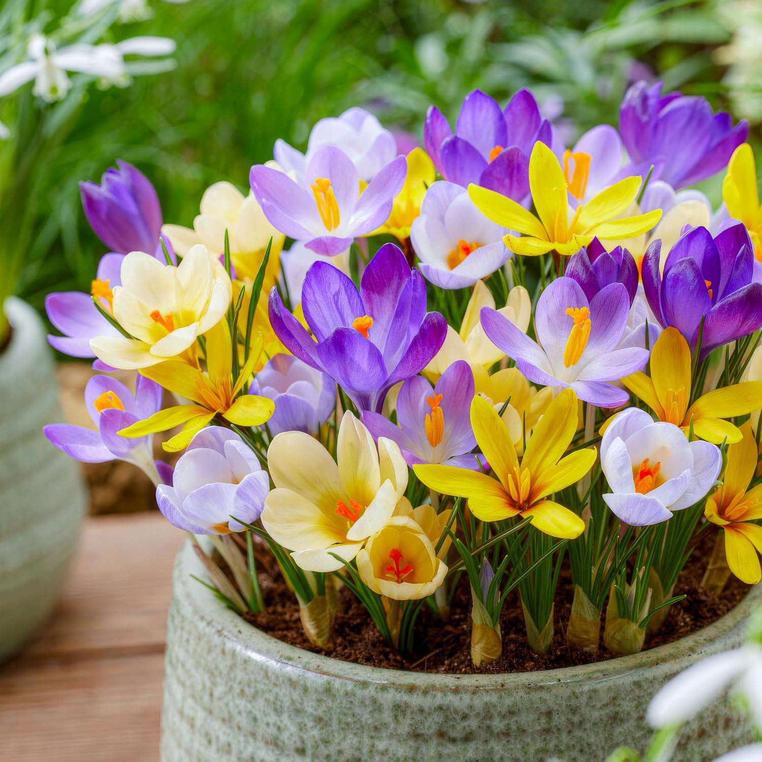 Collezione gigante di bulbi di crocus (100 bulbi/5 varietà), miscela perenne e resistente al freddo dall'Olanda, ideale per un paradiso fiorito in giardino (nessun seme)