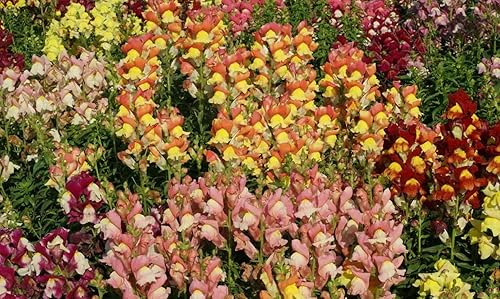Miniatura 2 de 1000 semillas de flores Snapdragon gigante Tetra Mix Antirrhinum Majus, premium sin OMG, polinizado abierto, semillas cultivadas en Estados Unidos,