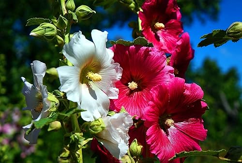 Miniatura 2 de Semillas Mezcla de Semillas de Malvarrosa Malva 30+ Semillas para Plantar Flores Perennes Vistosas Mezcla Multicolor