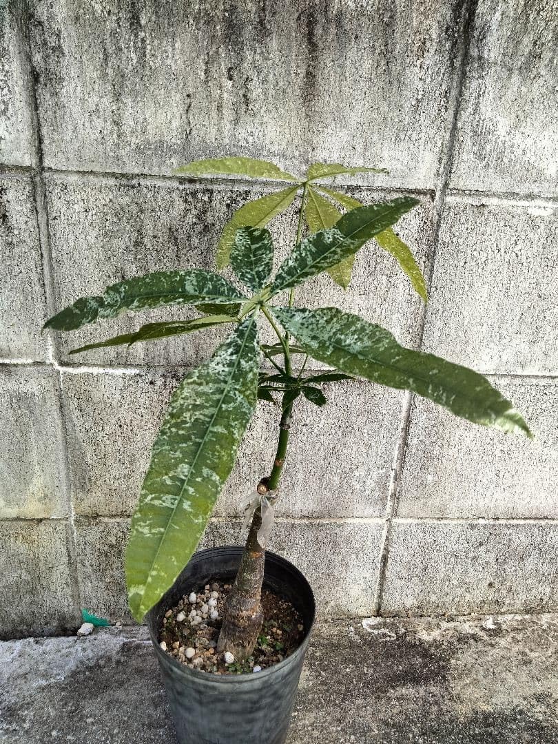 Amazon.co.jp: 希少 パキラ 斑入り ウェイ 接ぎ木 観葉植物 鉢ごと