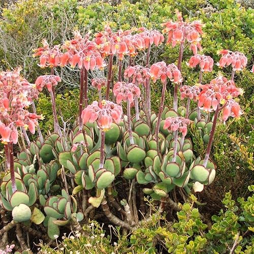 Palm Beach Medicinal Herbs - Orejas de Cerdo (Cotyledon orbiculata) - Paquete de 10 Semillas
