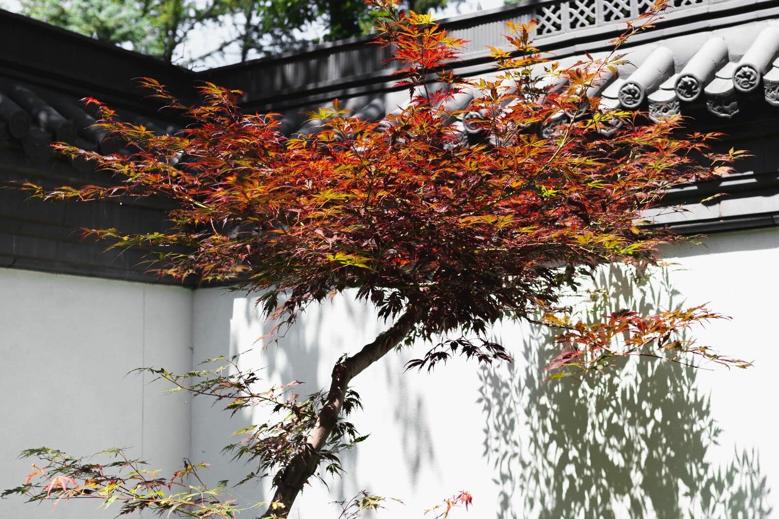 Bloodgood Japanese Maple 24-36 Inch